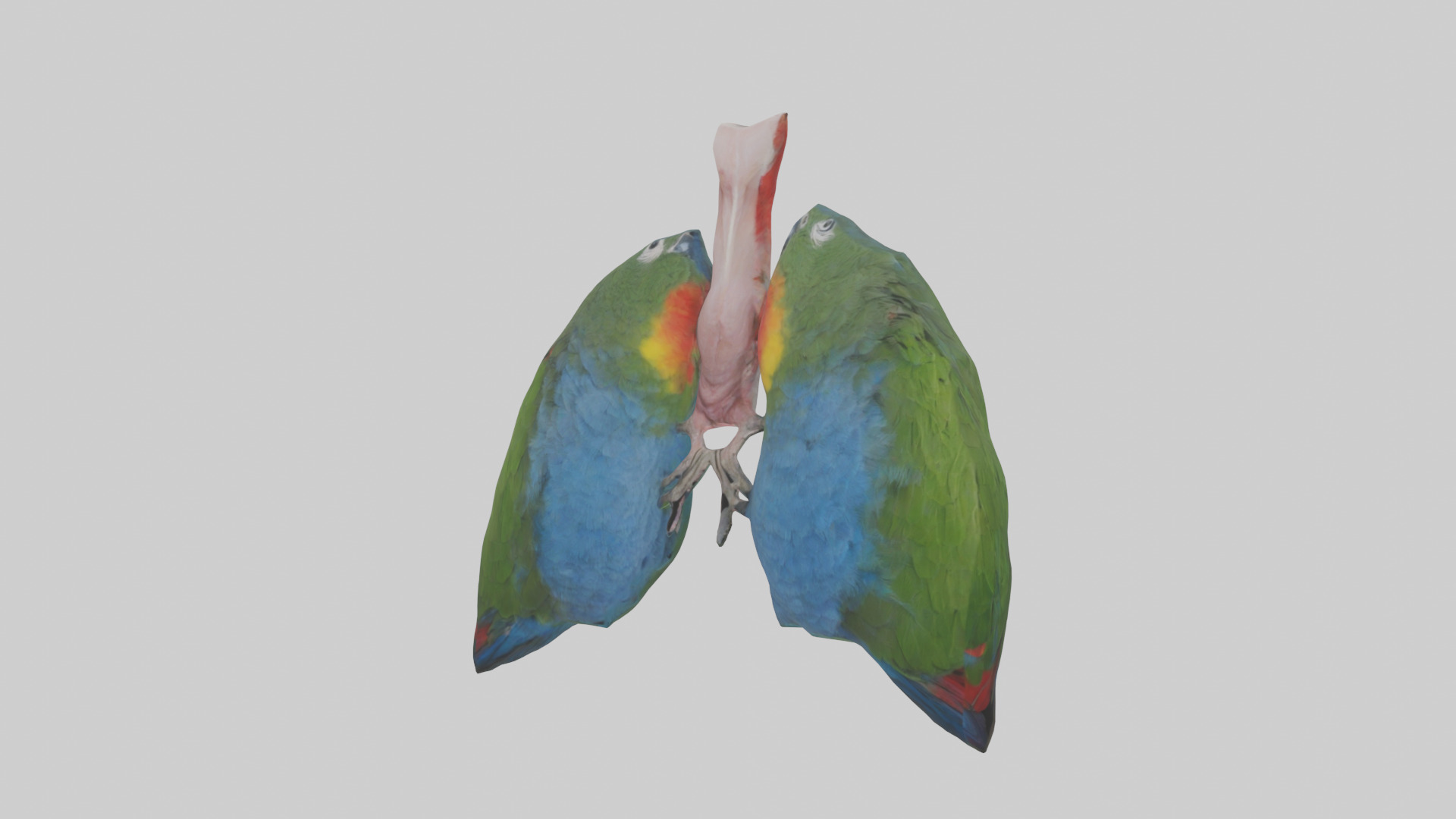 Parrot Lungs Low-poly 3D model_10