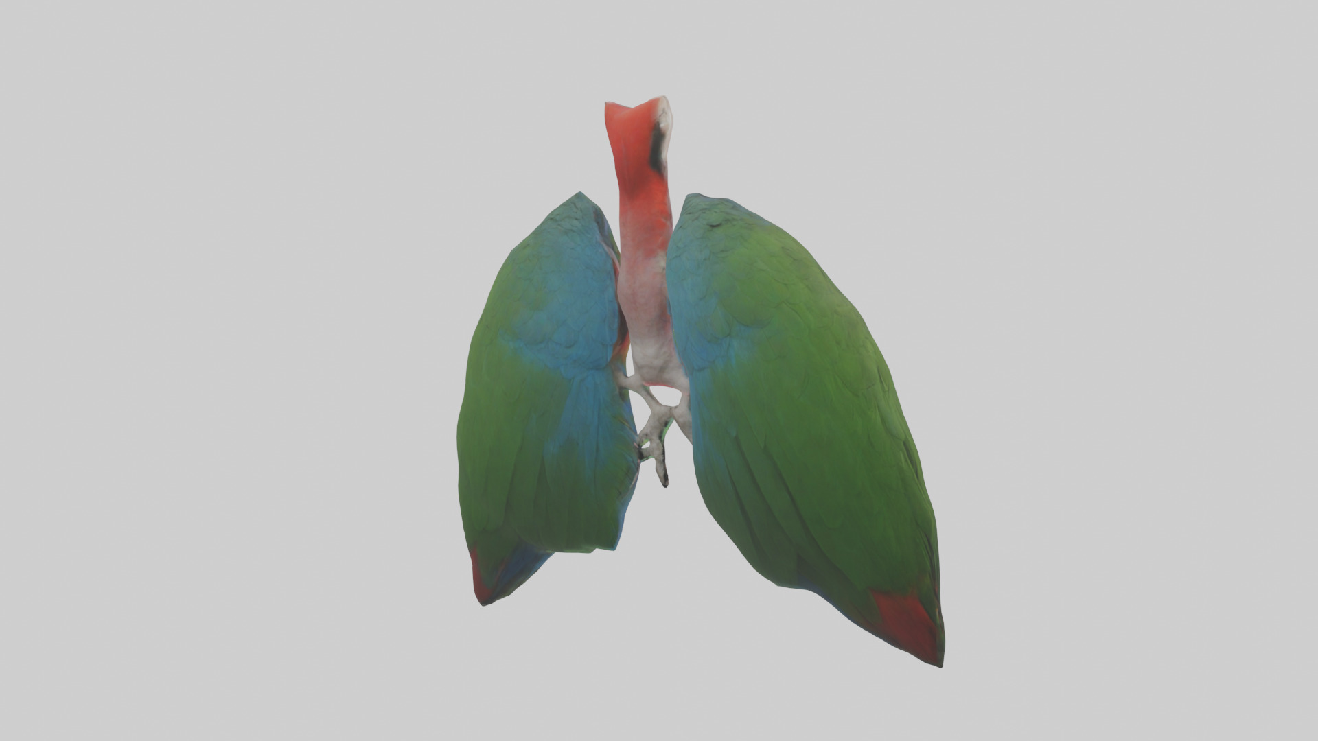 Parrot Lungs Low-poly 3D model_2