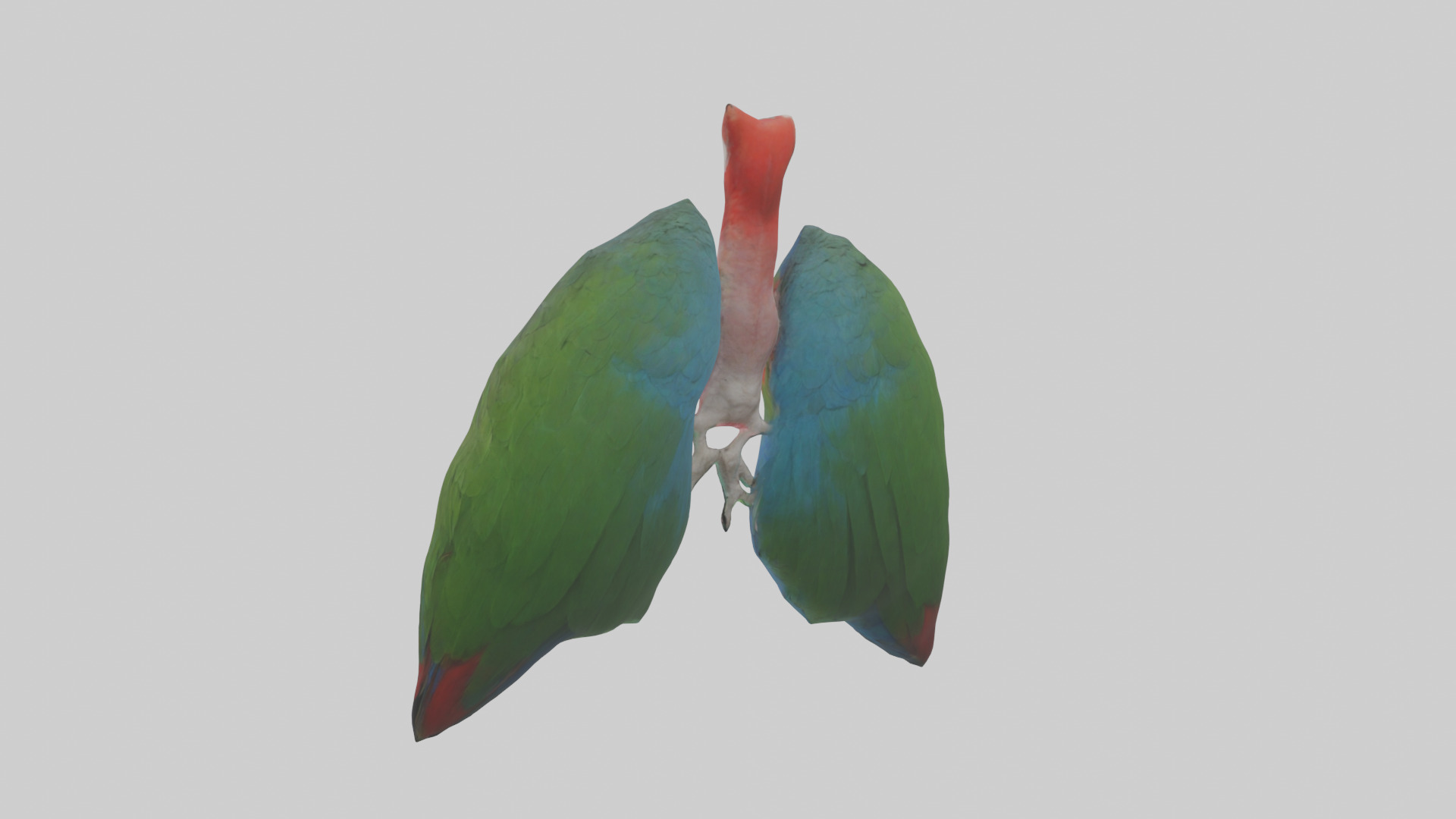 Parrot Lungs Low-poly 3D model_1