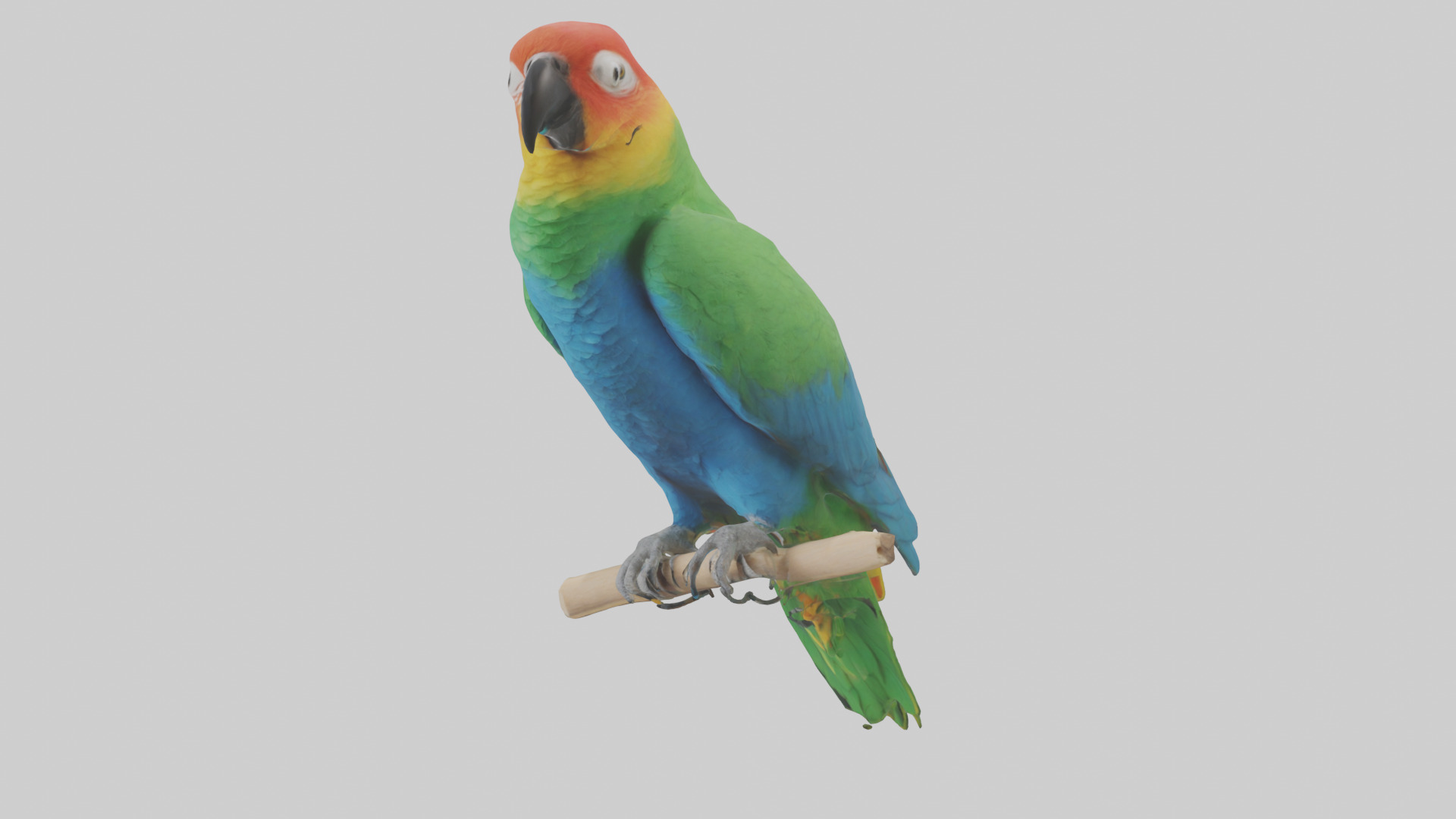 Parrot perched model Low-poly 3D model_8