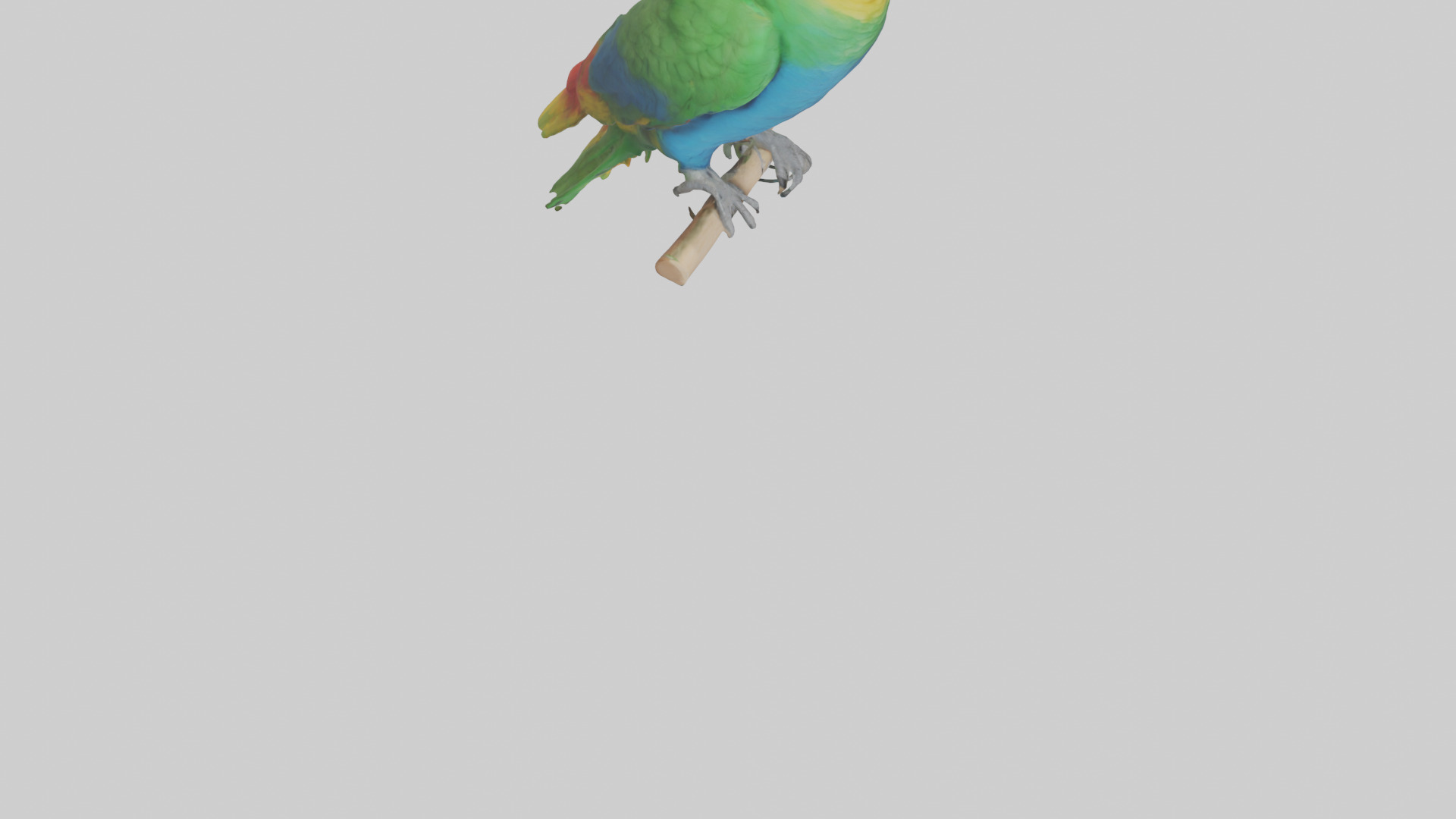 Parrot perched model Low-poly 3D model_6