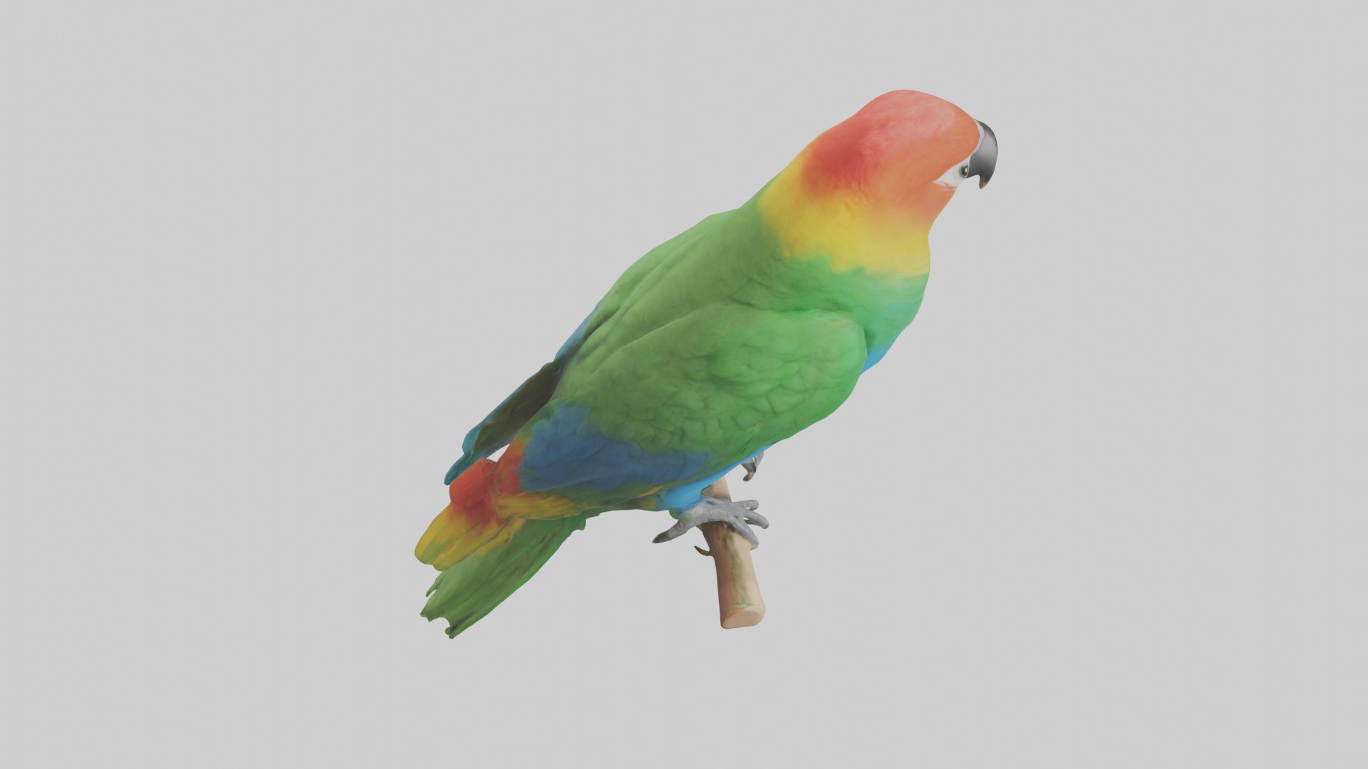 Parrot perched model Low-poly 3D model_18