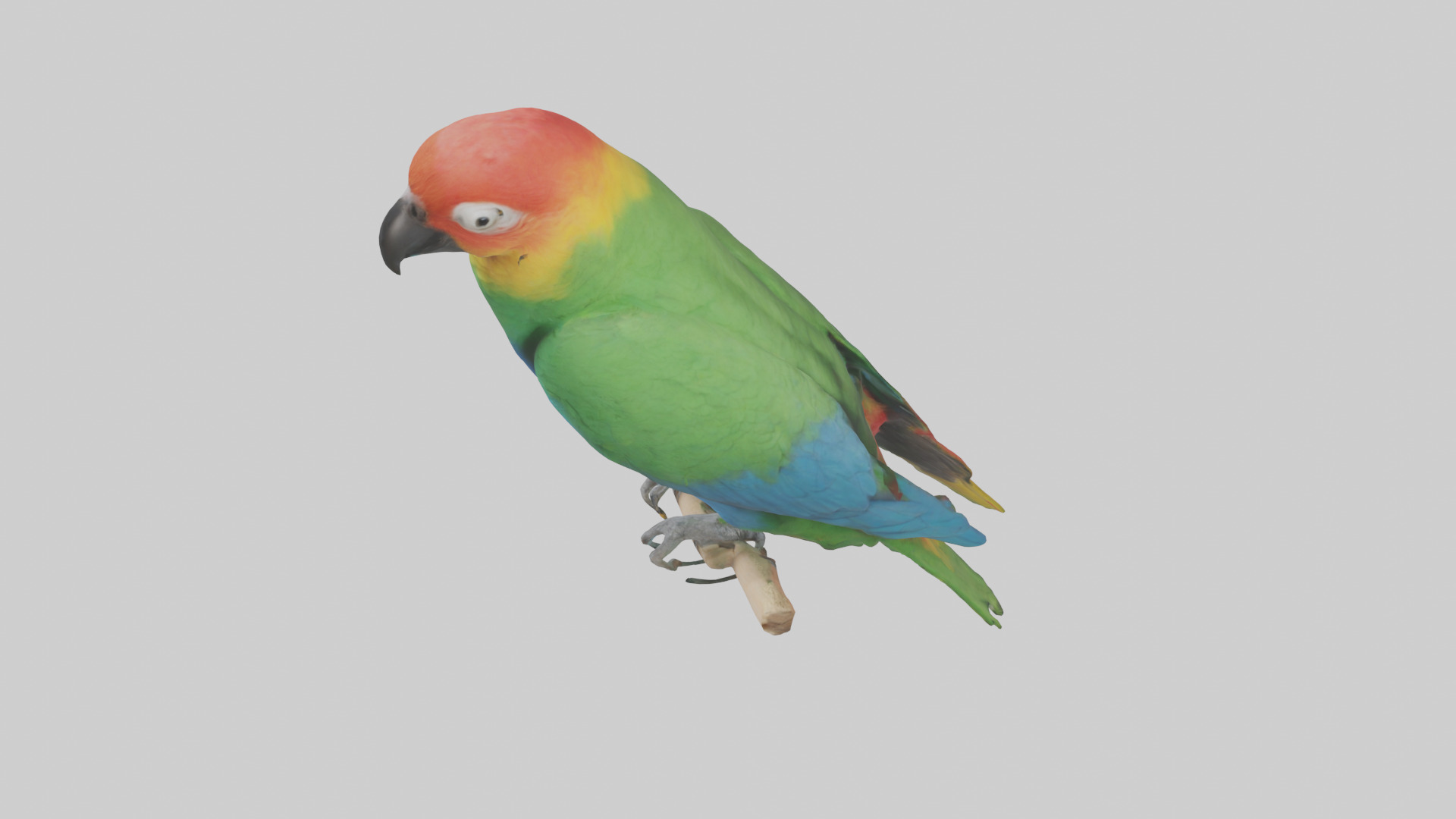 Parrot perched model Low-poly 3D model_17