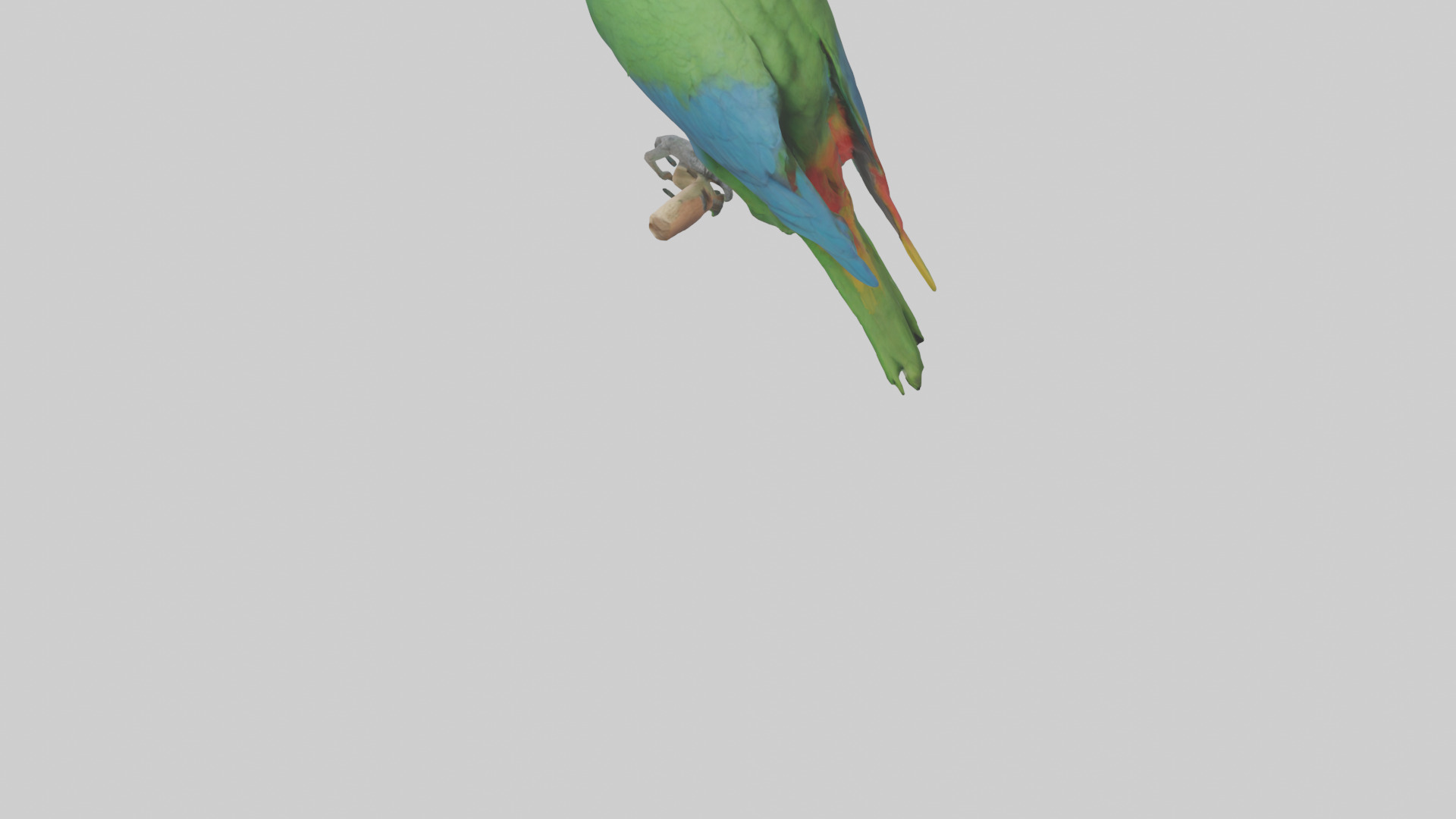 Parrot perched model Low-poly 3D model_3