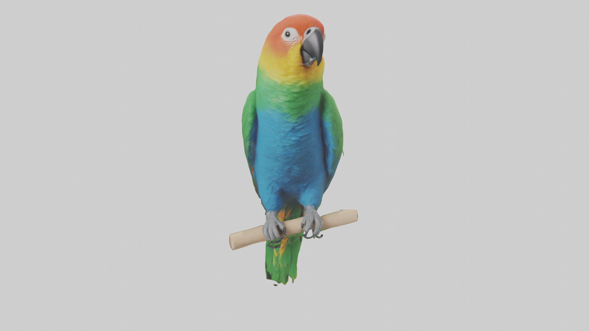 Parrot perched model Low-poly 3D model_9