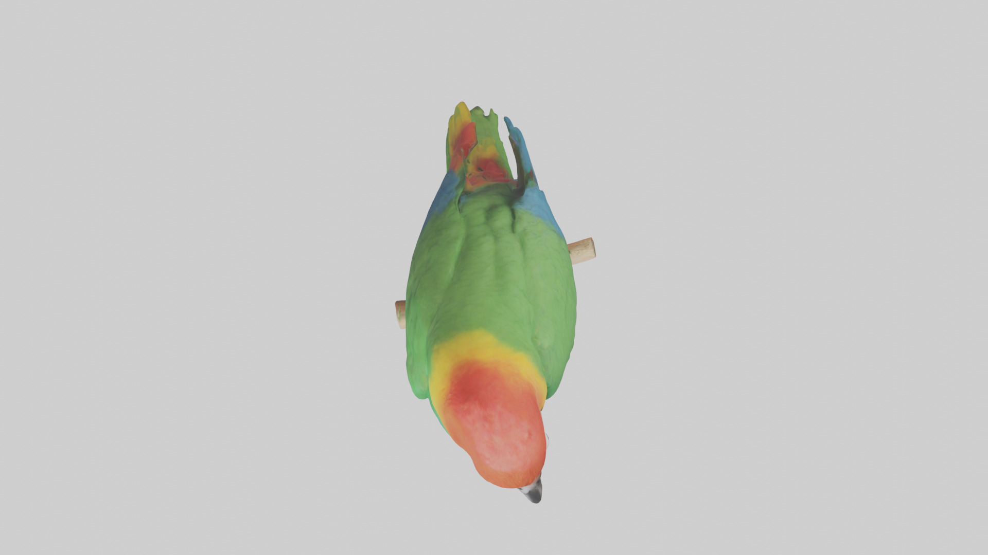 Parrot perched model Low-poly 3D model_14