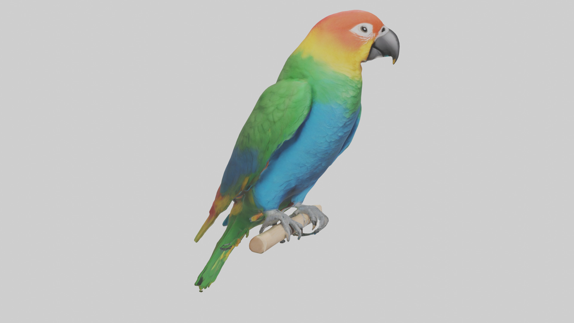 Parrot perched model Low-poly 3D model_7
