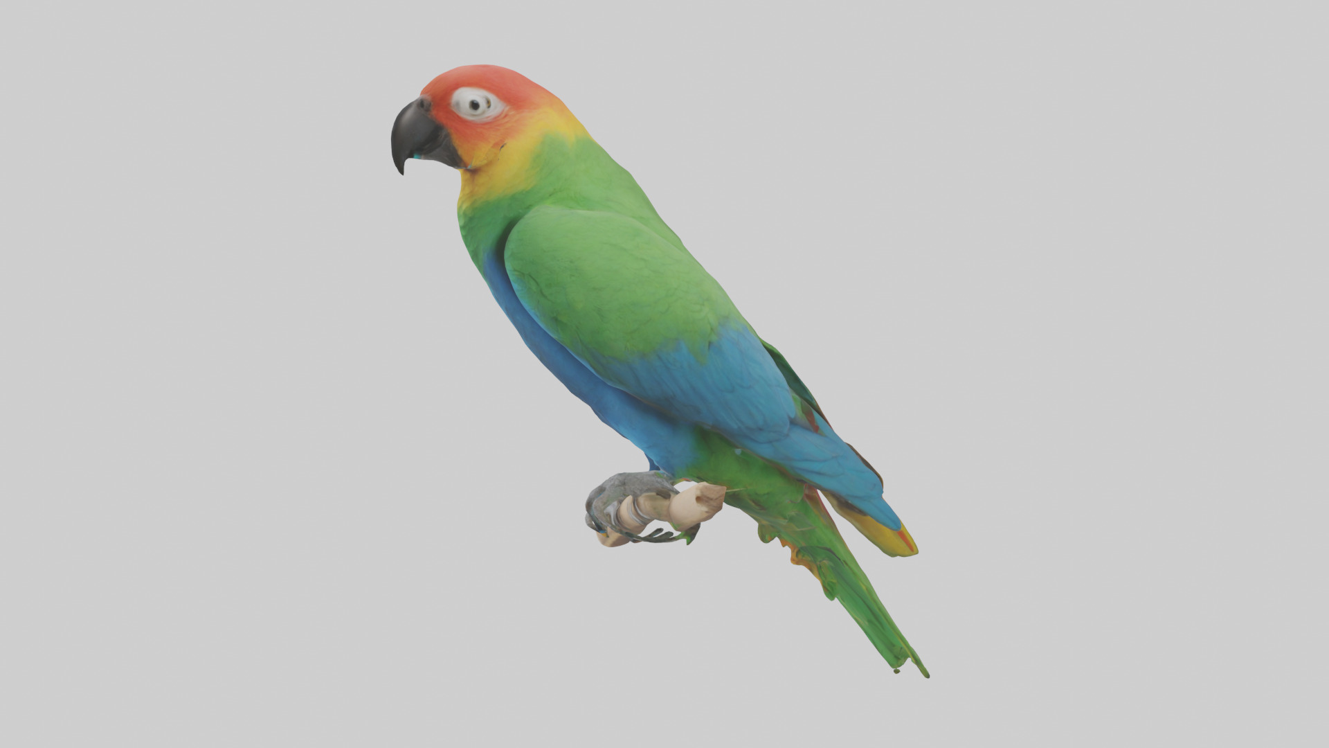 Parrot perched model Low-poly 3D model_12