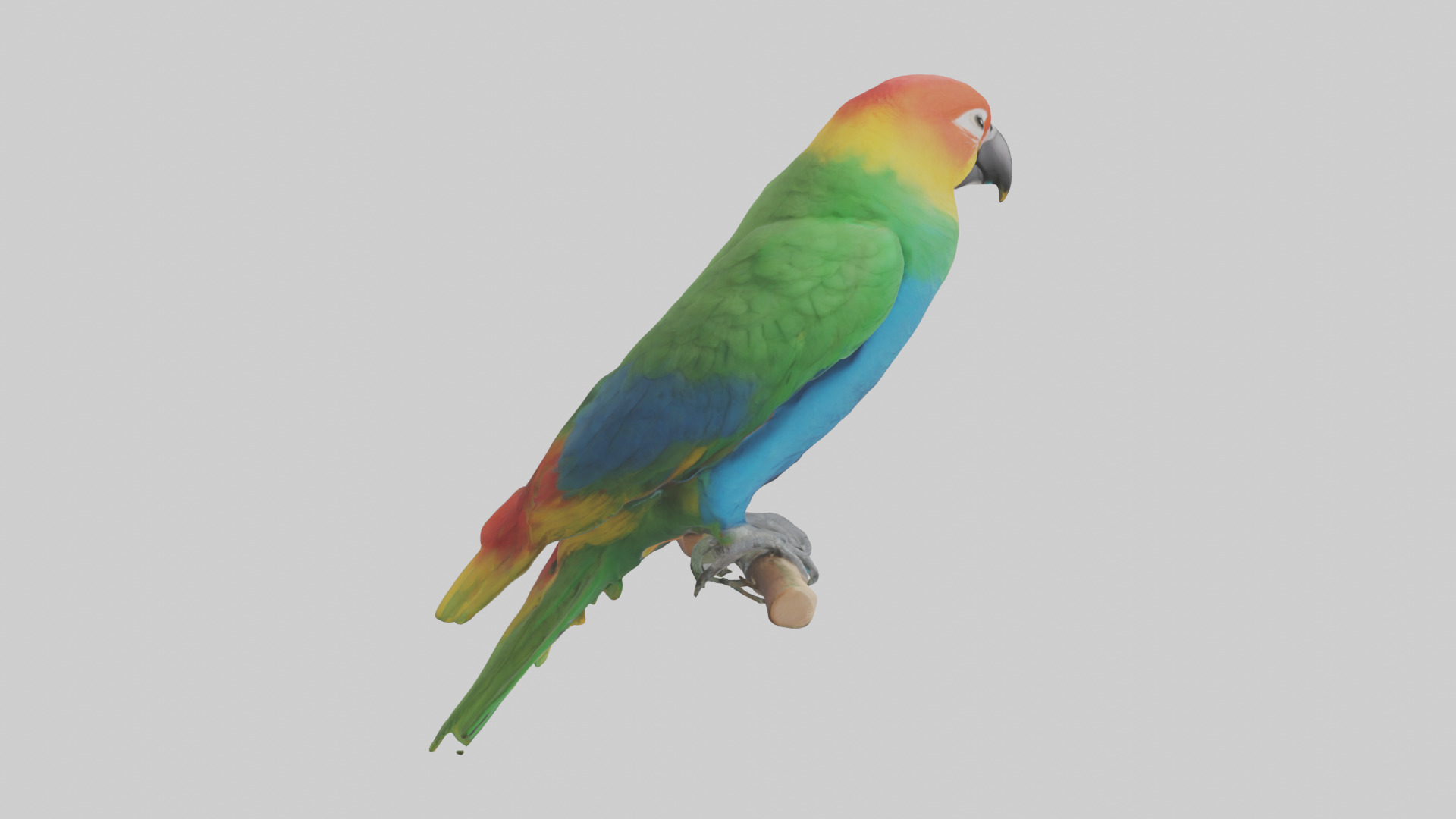 Parrot perched model Low-poly 3D model_13