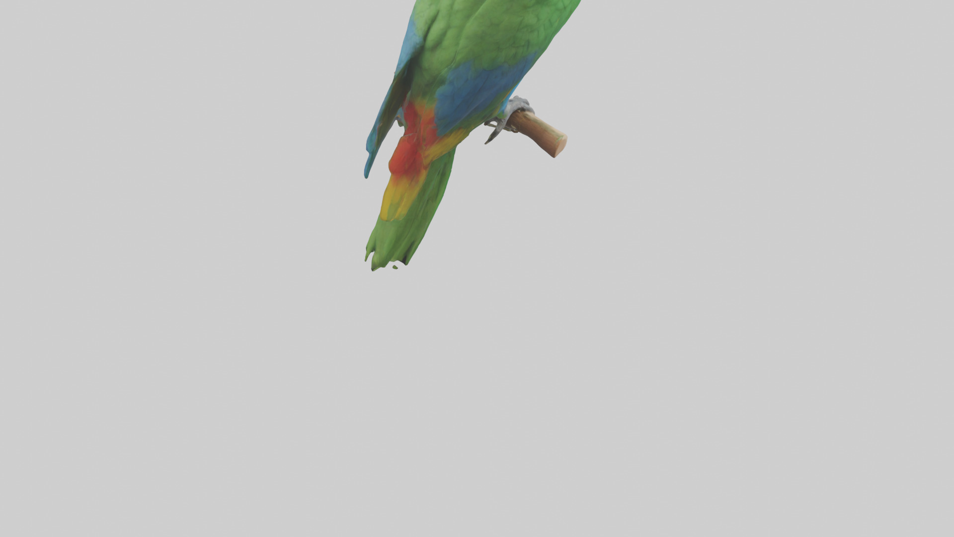Parrot perched model Low-poly 3D model_4