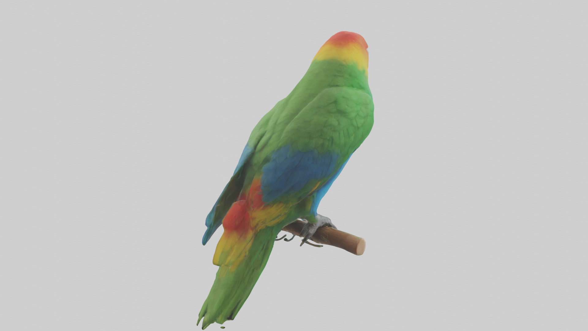 Parrot perched model Low-poly 3D model_2