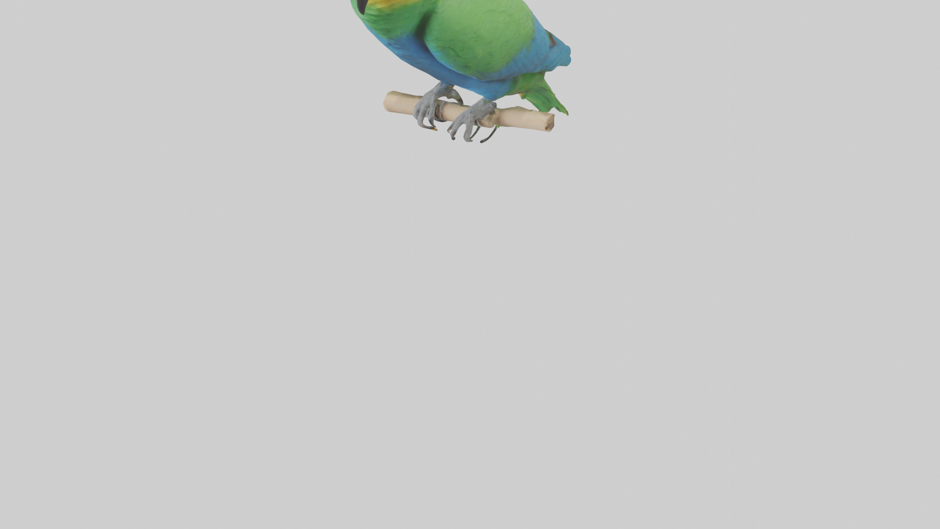 Parrot perched model Low-poly 3D model_5