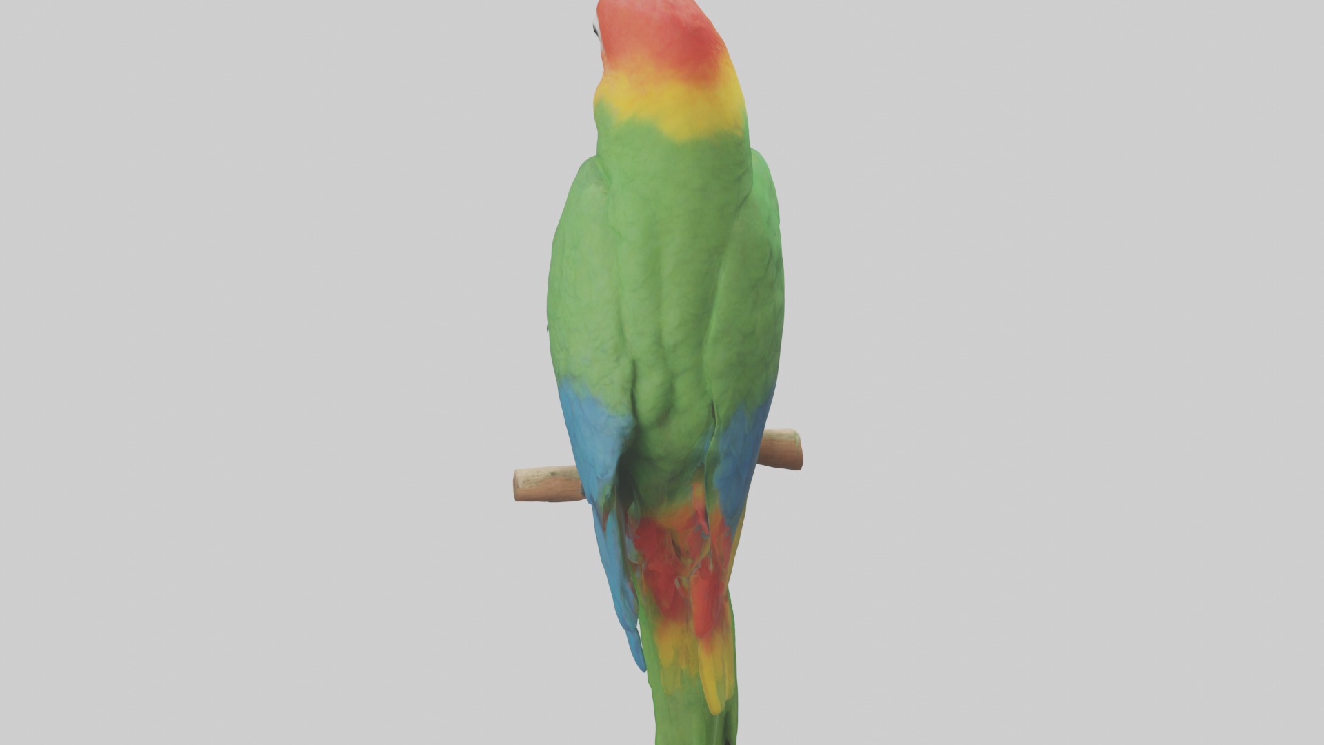 Parrot perched model Low-poly 3D model_15