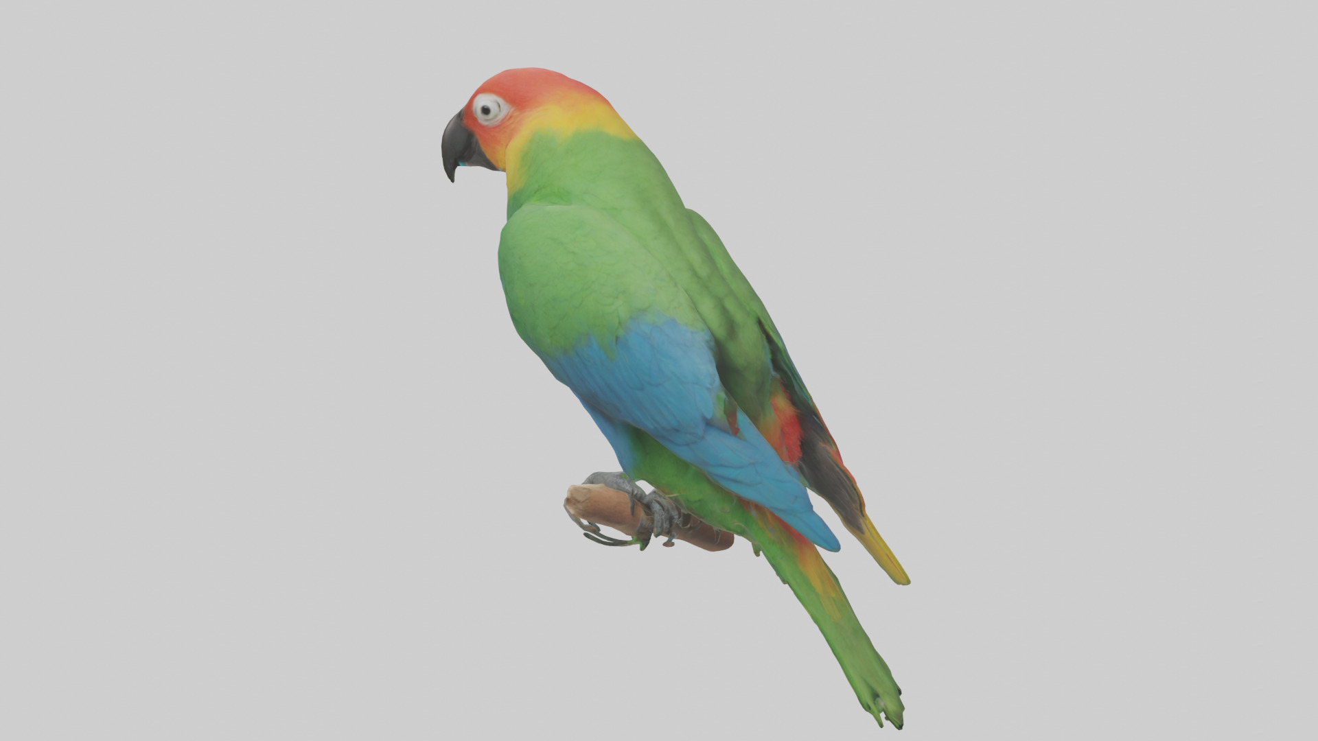 Parrot perched model Low-poly 3D model_1