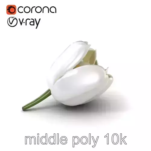 White Tulip Realistic Flower Model Pack Low-poly 3D model