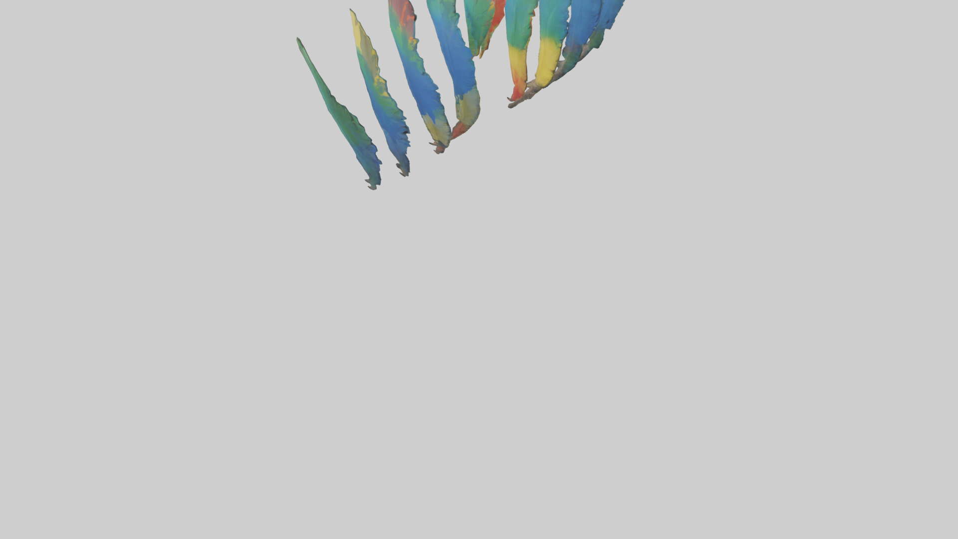 Parrot Tail Feathers Model Low-poly 3D model_3