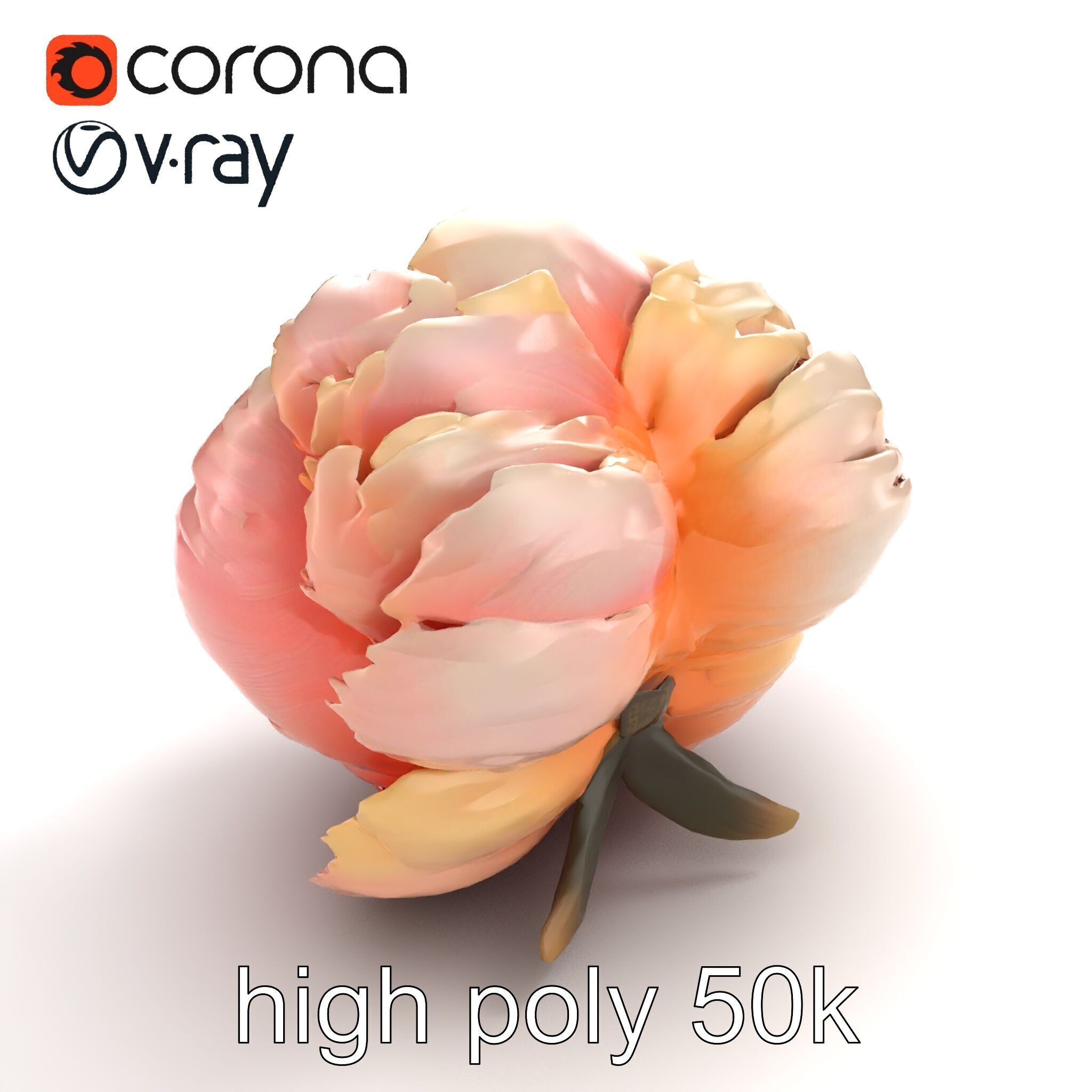 Peony Flower Detailed Realistic Bloom model pack Low-poly 3D model_9