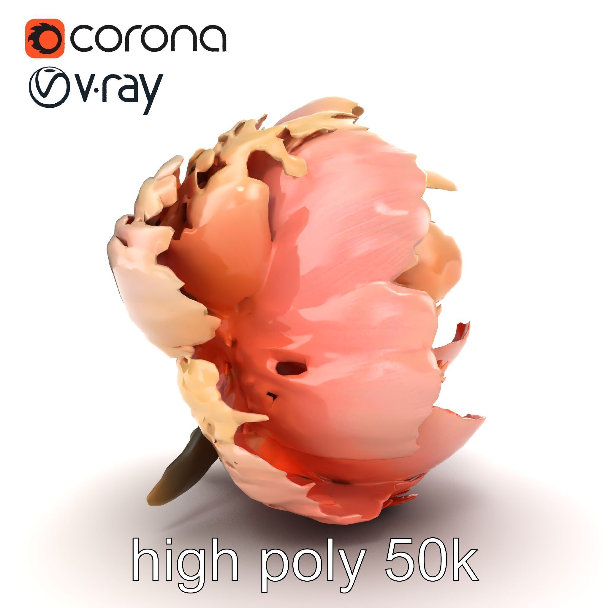 Peony Flower Detailed Realistic Bloom model pack Low-poly 3D model_20