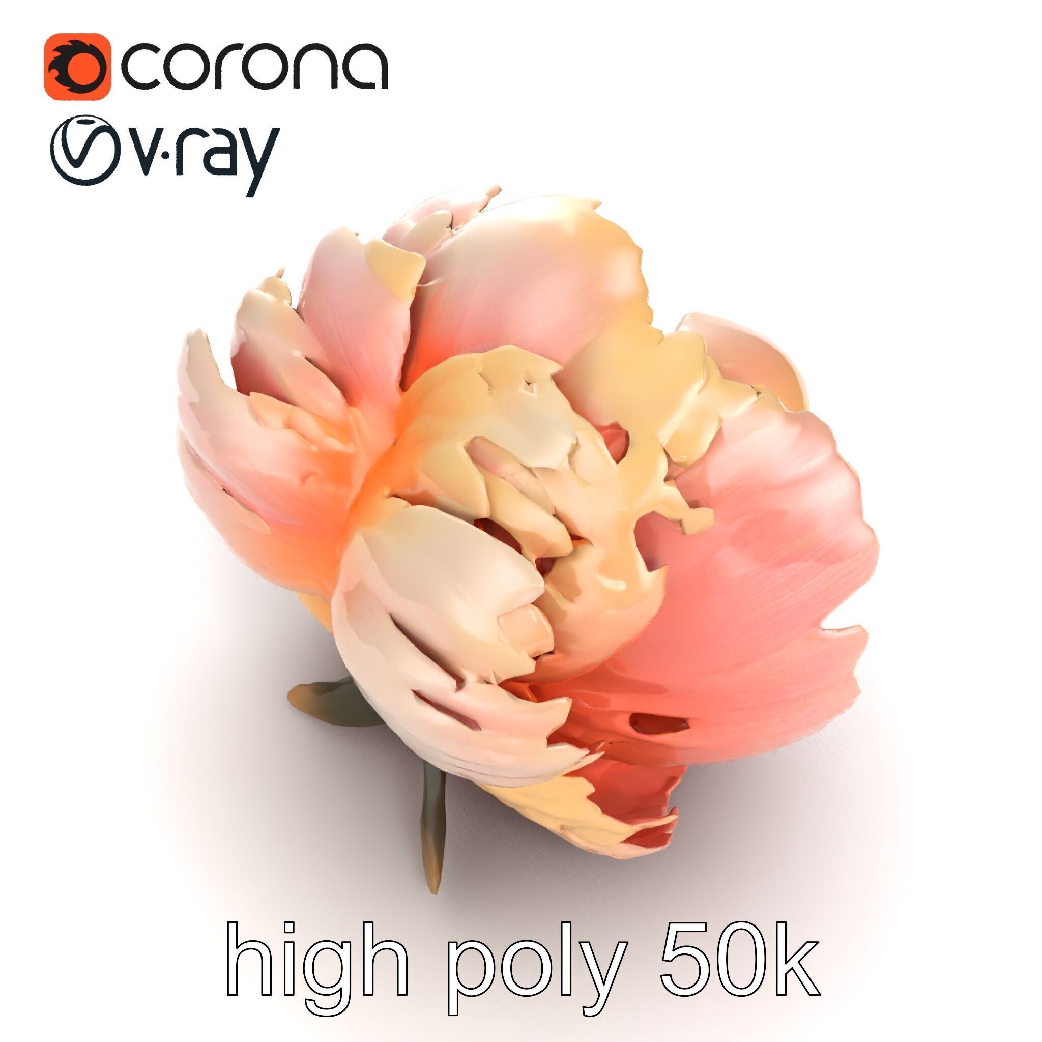 Peony Flower Detailed Realistic Bloom model pack Low-poly 3D model_21