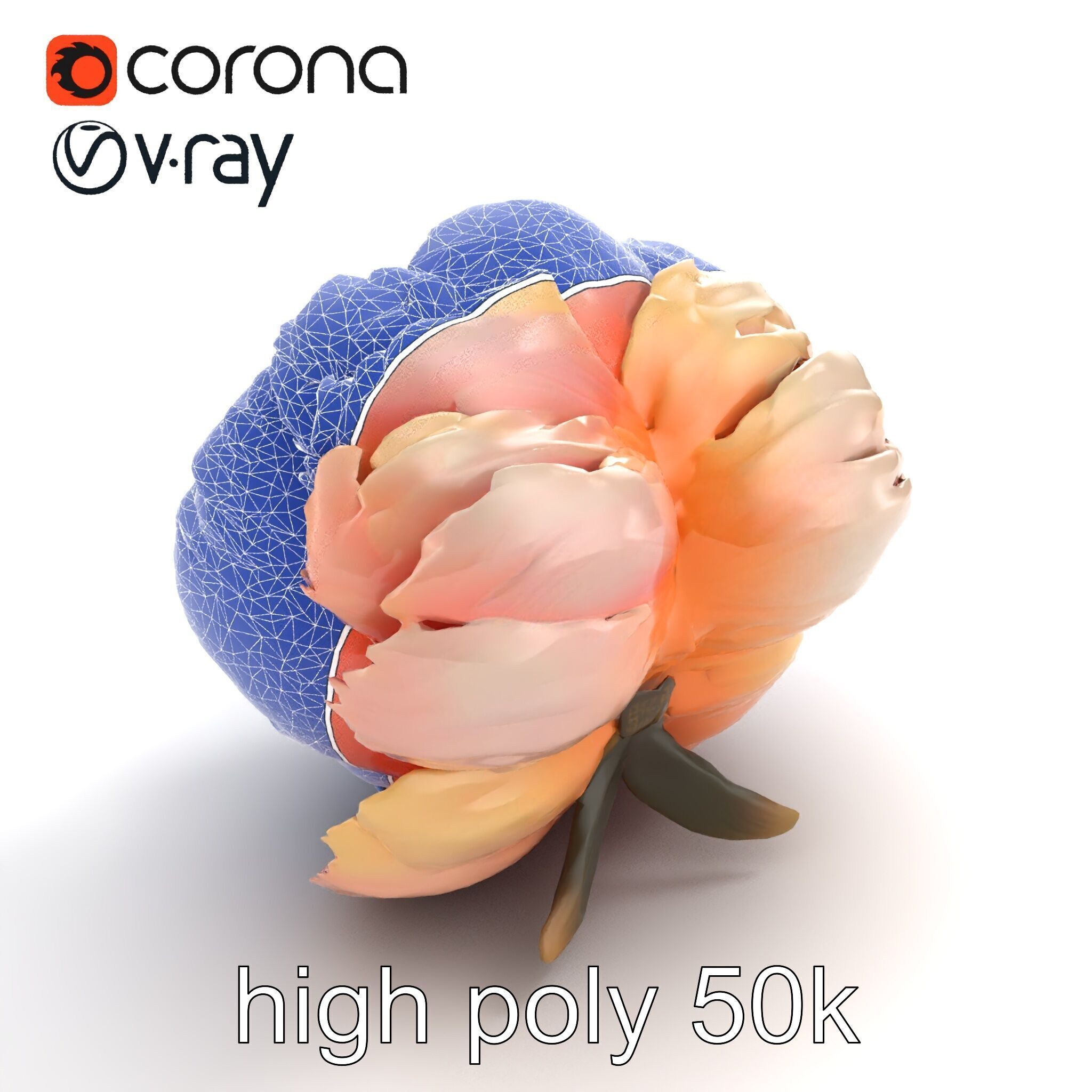 Peony Flower Detailed Realistic Bloom model pack Low-poly 3D model_13