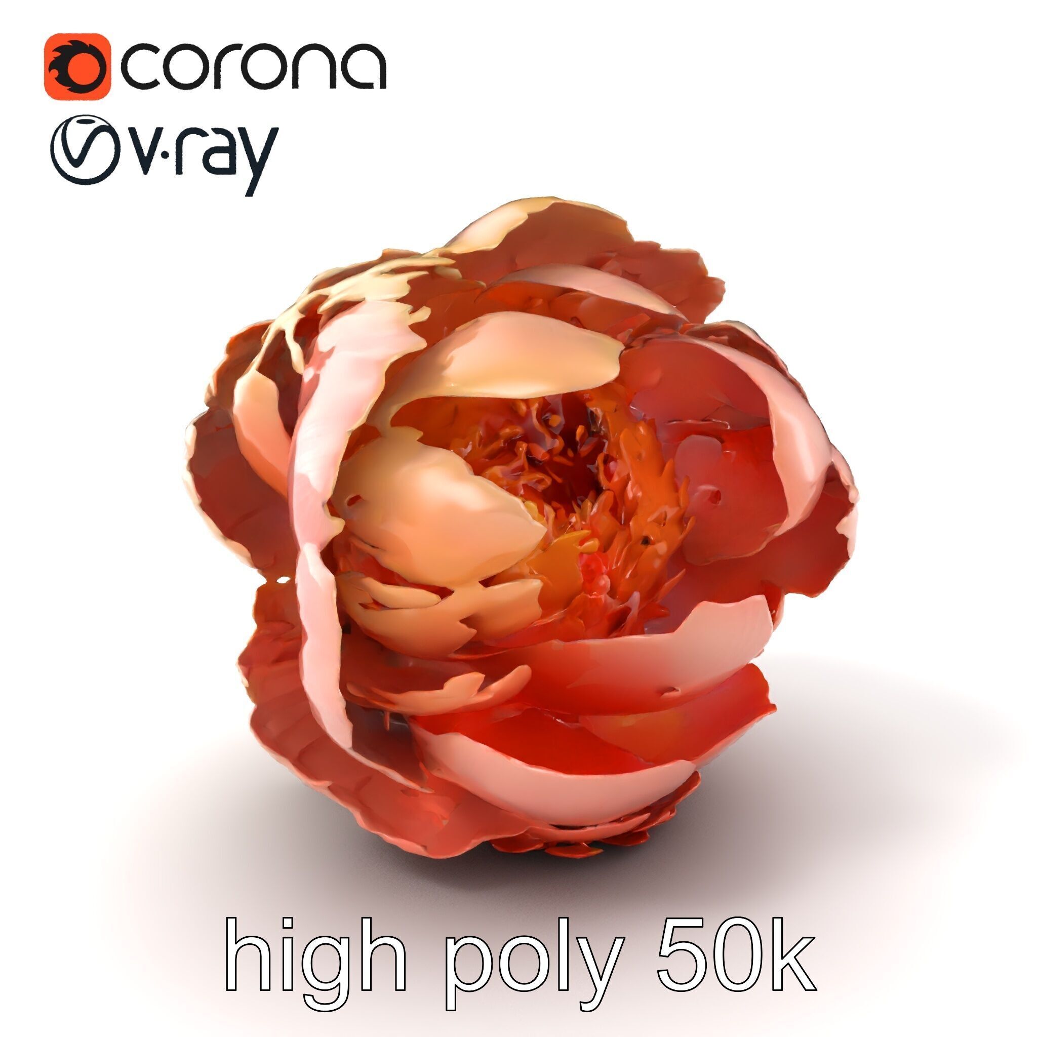 Peony Flower Detailed Realistic Bloom model pack Low-poly 3D model_2
