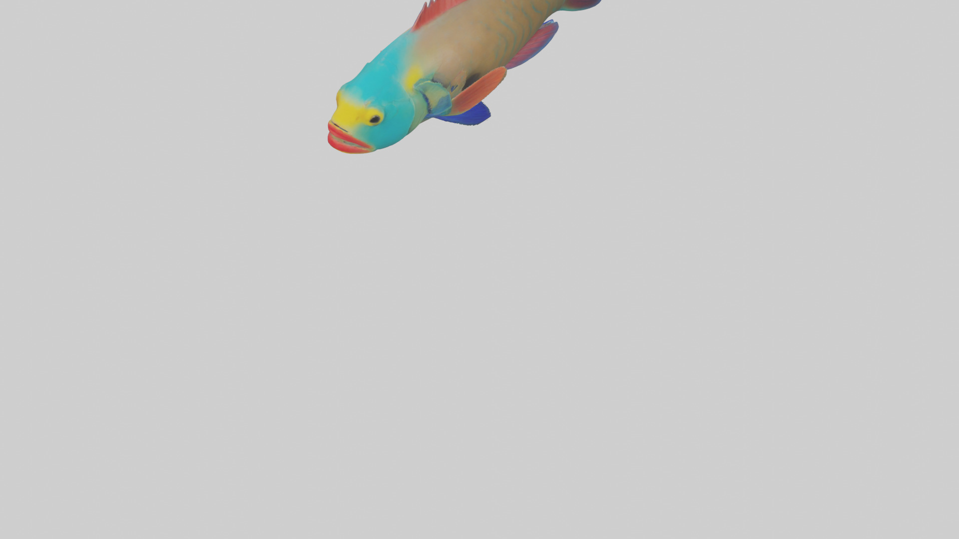 Parrotfish nibbling coral model Low-poly 3D model_5