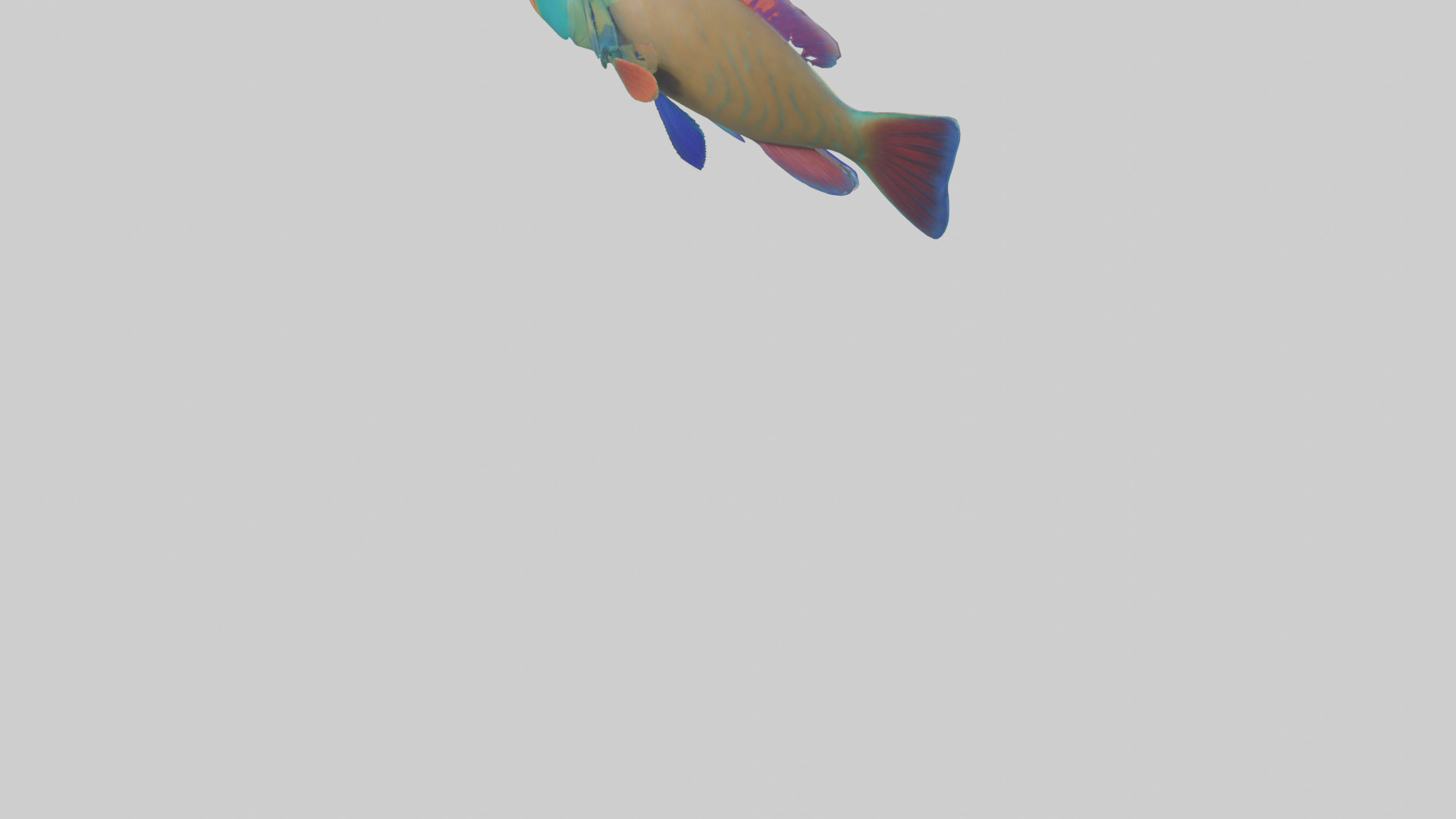 Parrotfish nibbling coral model Low-poly 3D model_3