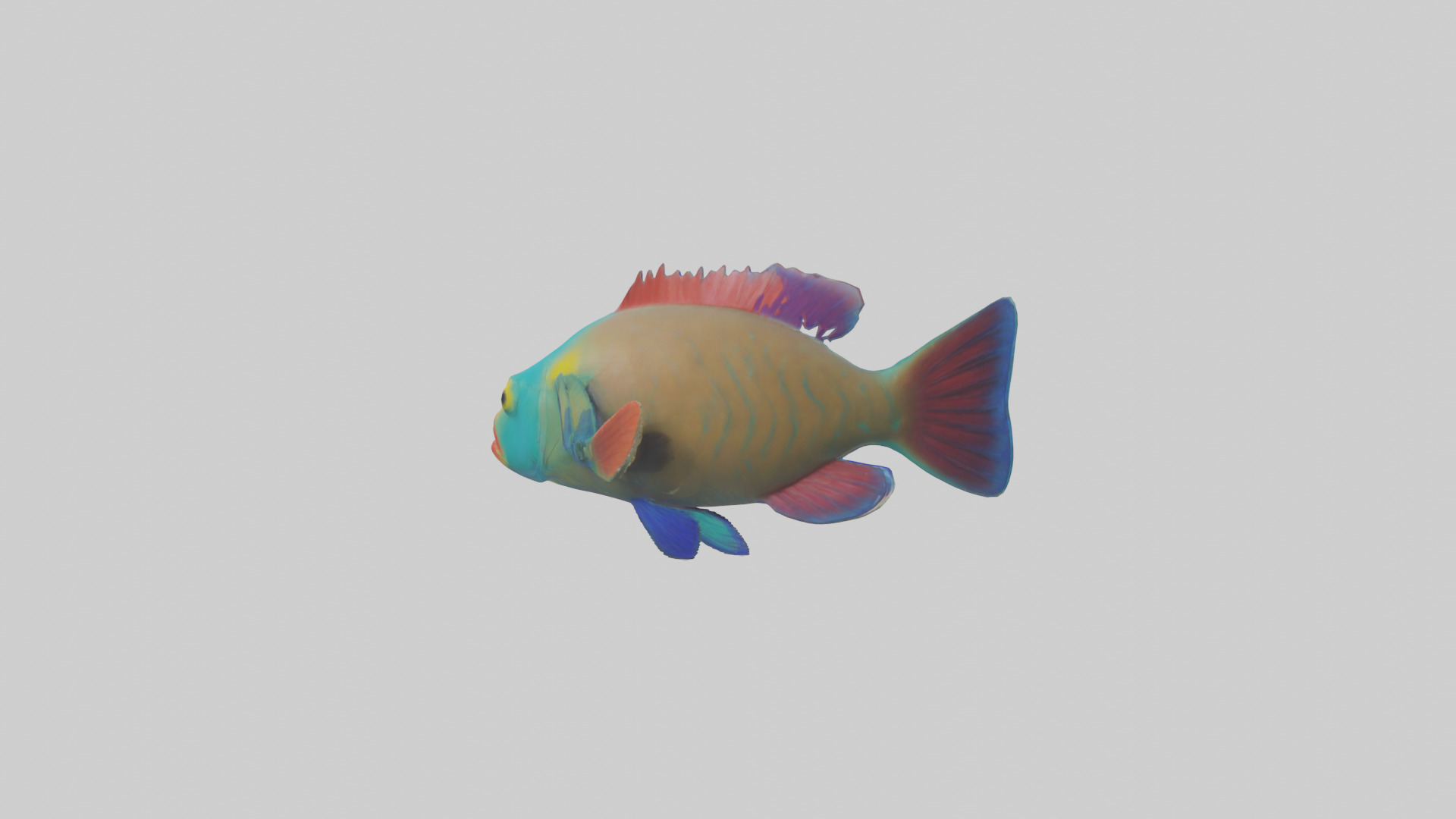 Parrotfish nibbling coral model Low-poly 3D model_1