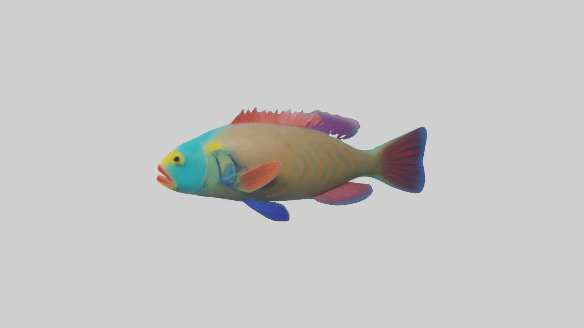 Parrotfish nibbling coral model Low-poly 3D model_12