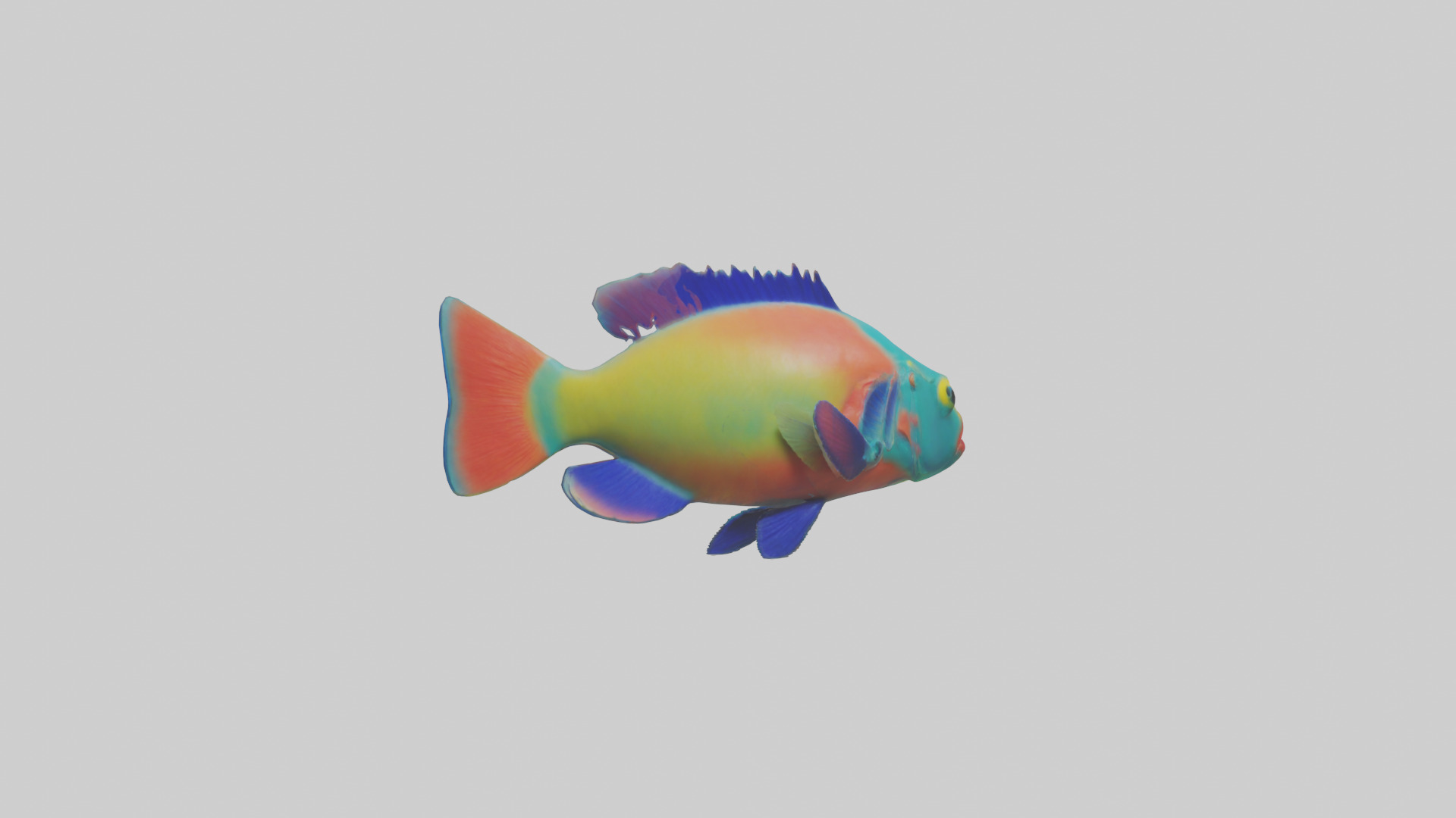 Parrotfish nibbling coral model Low-poly 3D model_2
