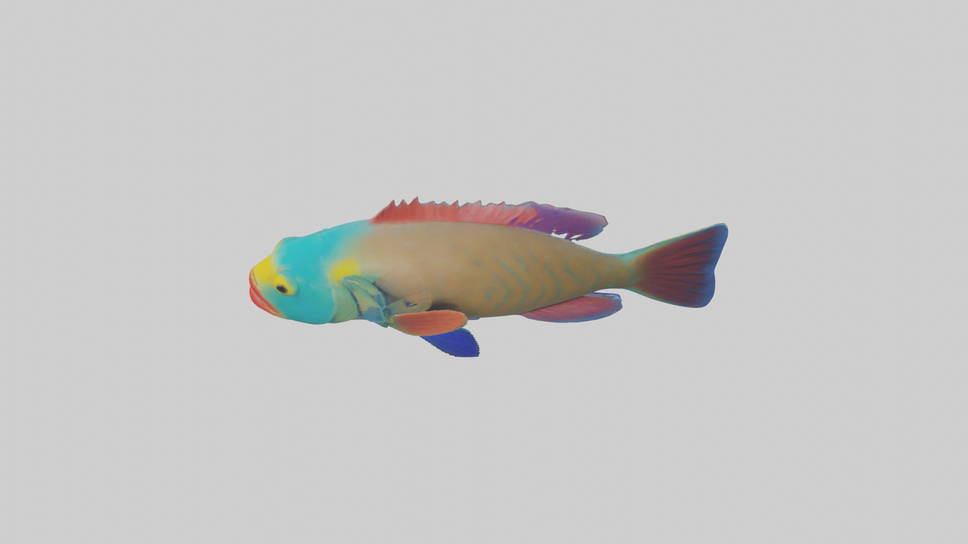 Parrotfish nibbling coral model Low-poly 3D model_17