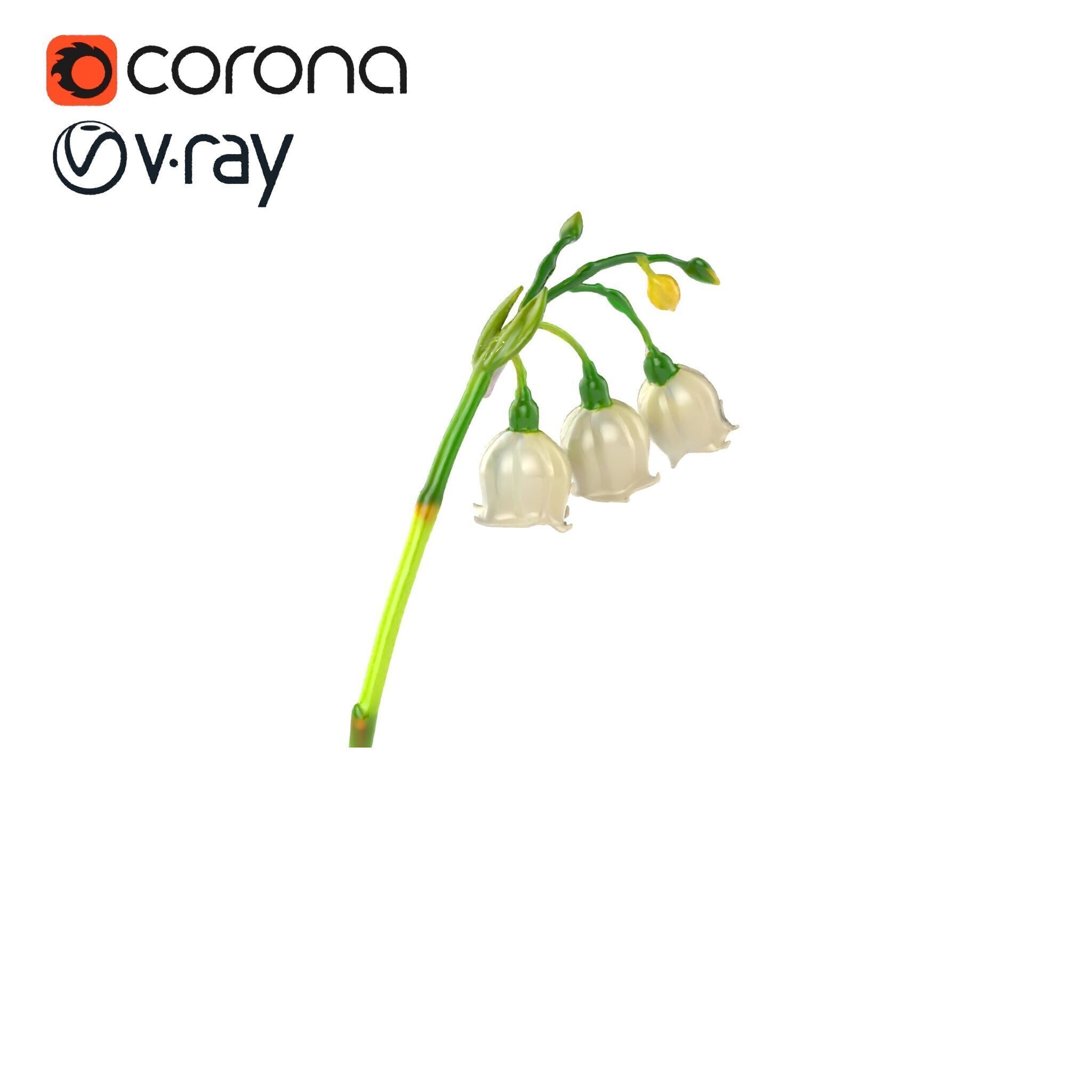 Cream Lily of the Valley Botanical model pack Low-poly 3D model_2