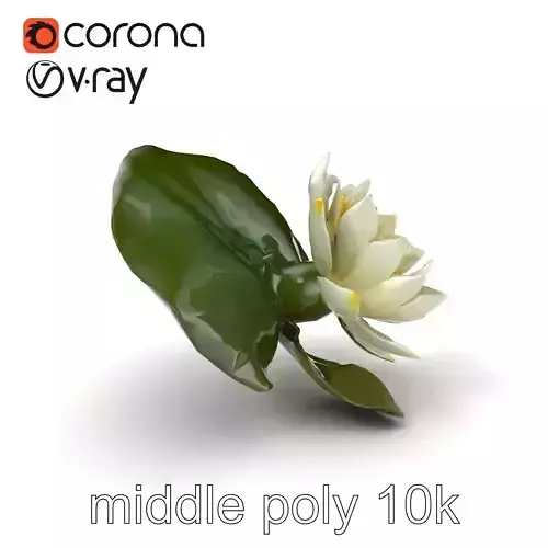 White Water Lily Nymphaea Alba Detailed Model Pack Low-poly 3D model