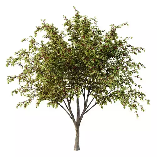 Prunus pseudocerasus Fruit Tree 06 3D model
