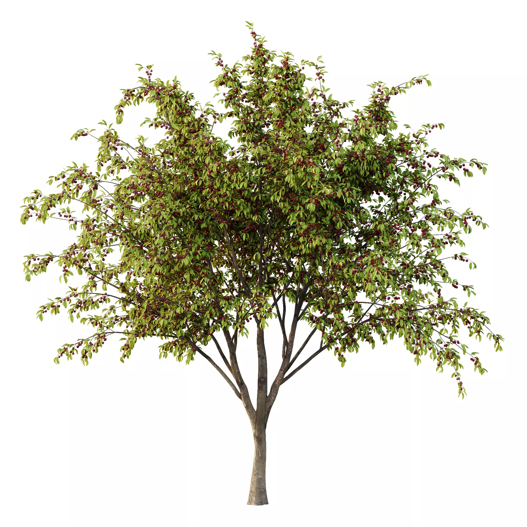 Prunus pseudocerasus Fruit Tree 06 3D model_0