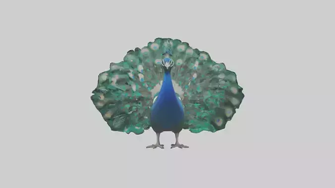 Peacock displaying model