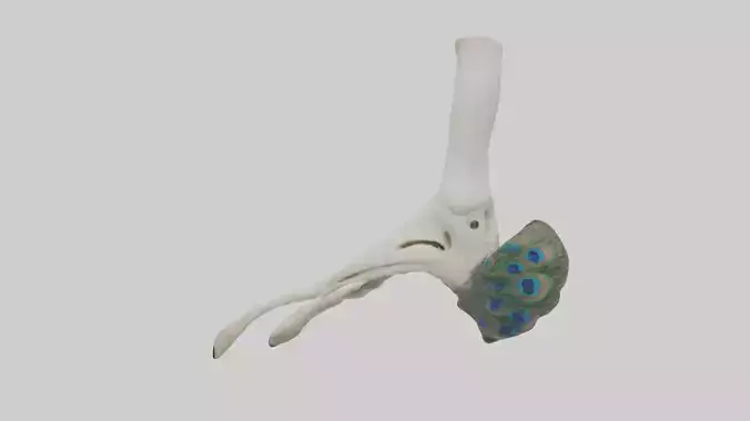 Peacock Leg Bone