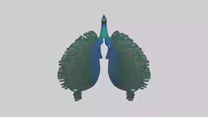 Peacock Lungs Low-poly 3D model