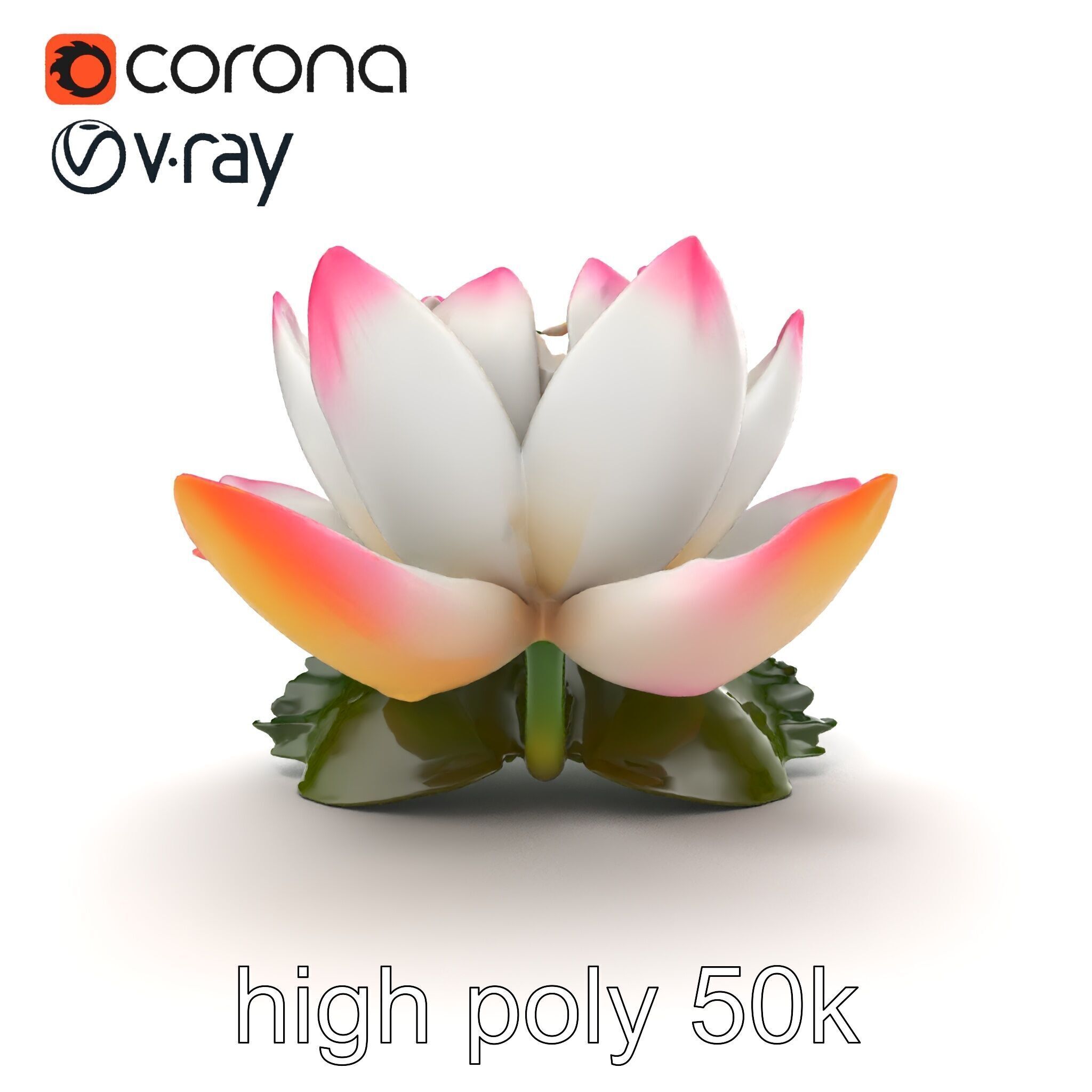 Tiger Water Lily Nymphaea Lotus Detailed Texture Model Pack Low-poly 3D model_30
