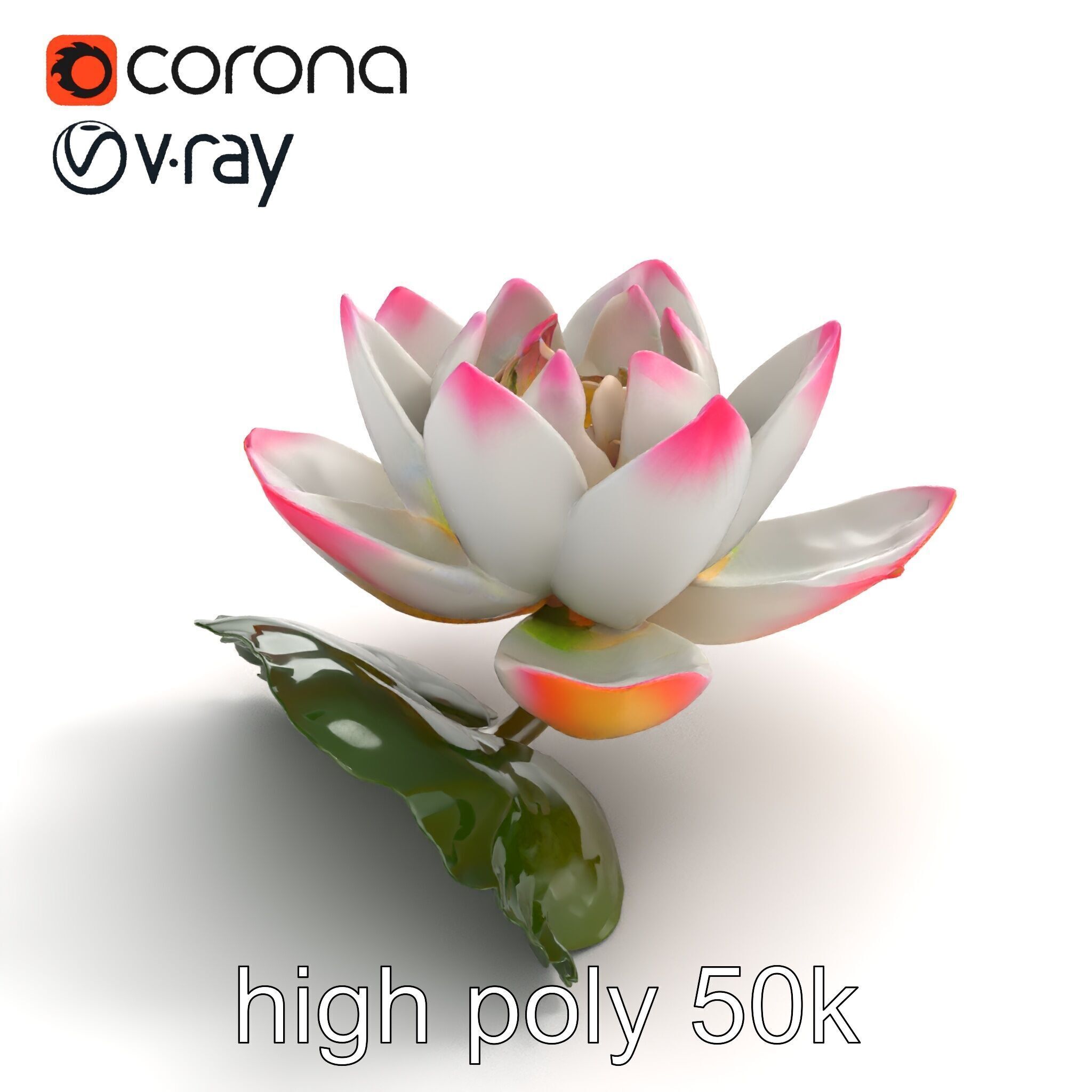 Tiger Water Lily Nymphaea Lotus Detailed Texture Model Pack Low-poly 3D model_23