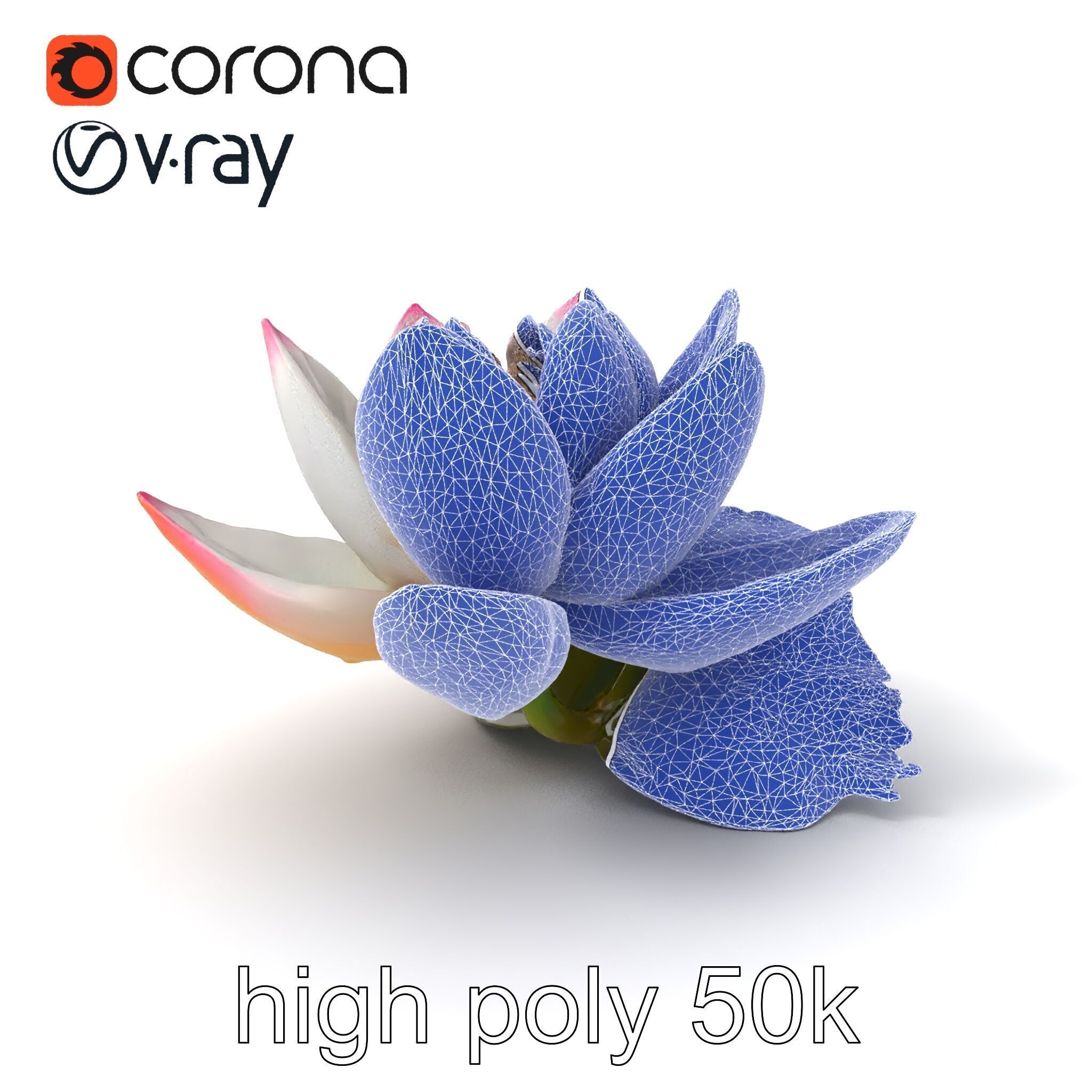 Tiger Water Lily Nymphaea Lotus Detailed Texture Model Pack Low-poly 3D model_10