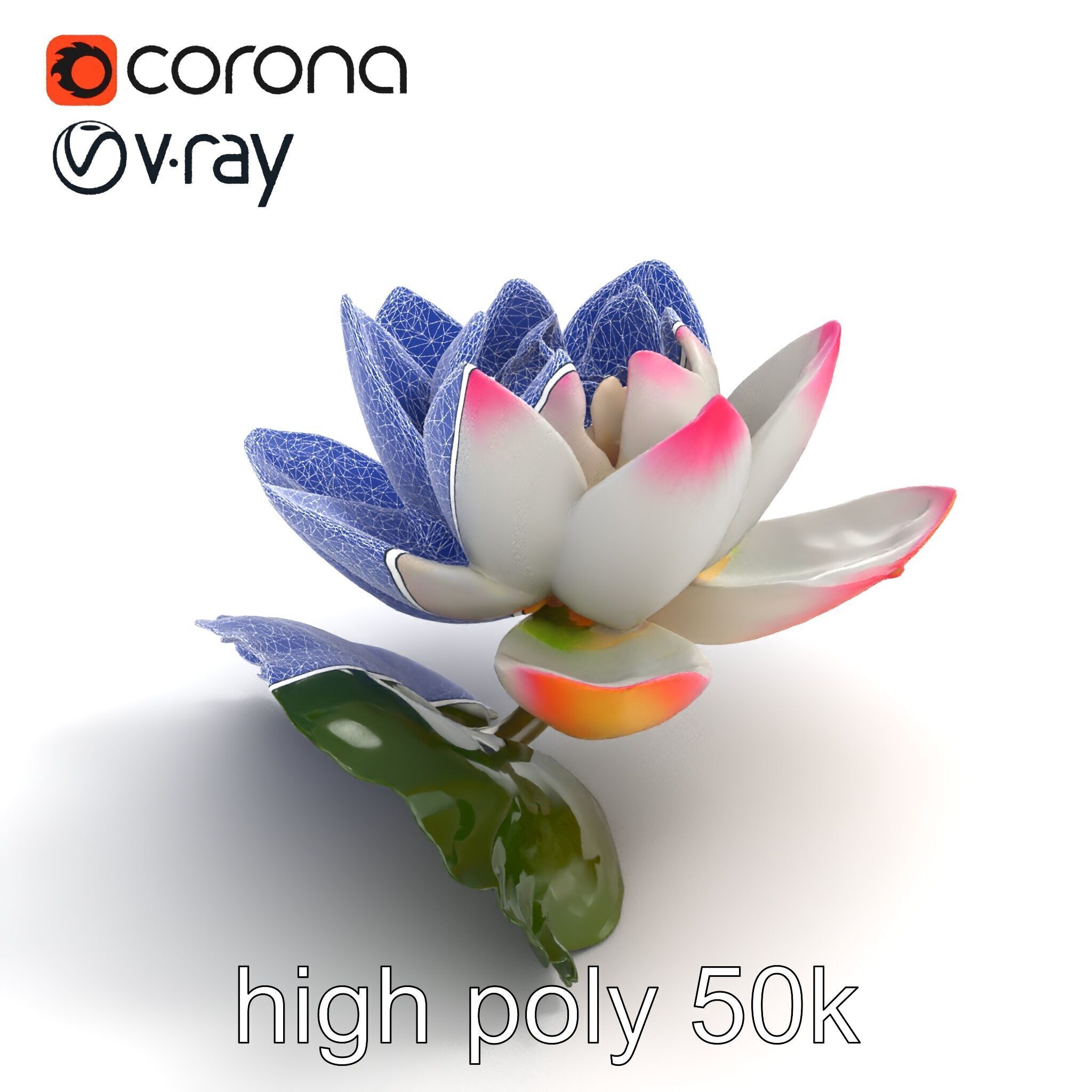 Tiger Water Lily Nymphaea Lotus Detailed Texture Model Pack Low-poly 3D model_20