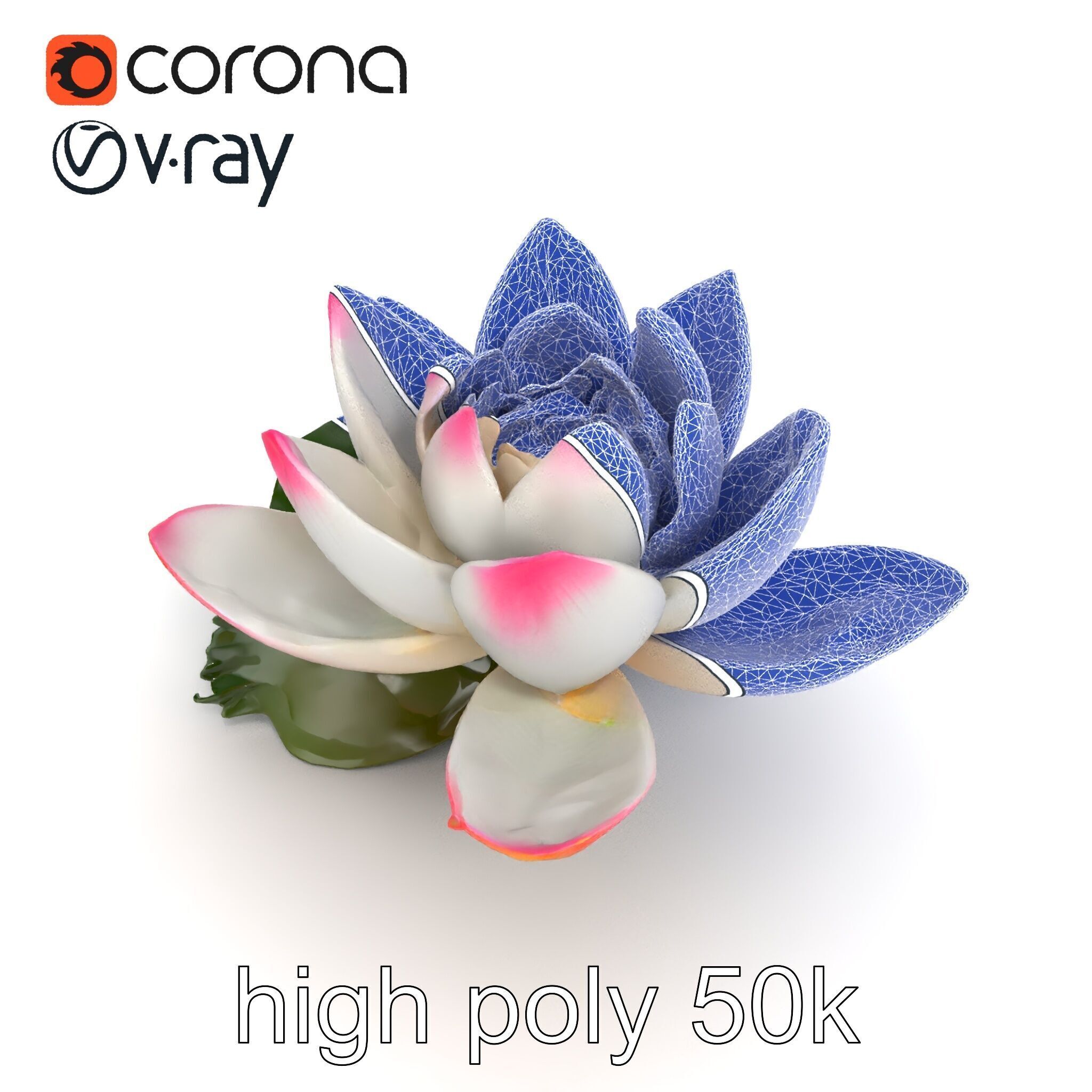 Tiger Water Lily Nymphaea Lotus Detailed Texture Model Pack Low-poly 3D model_26