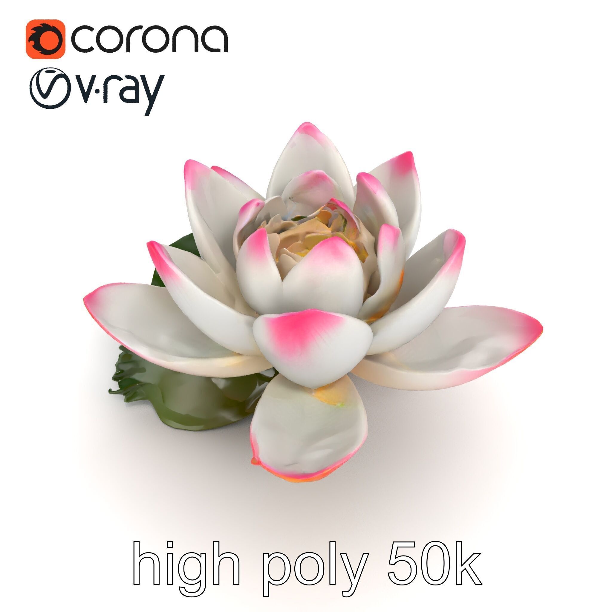 Tiger Water Lily Nymphaea Lotus Detailed Texture Model Pack Low-poly 3D model_12