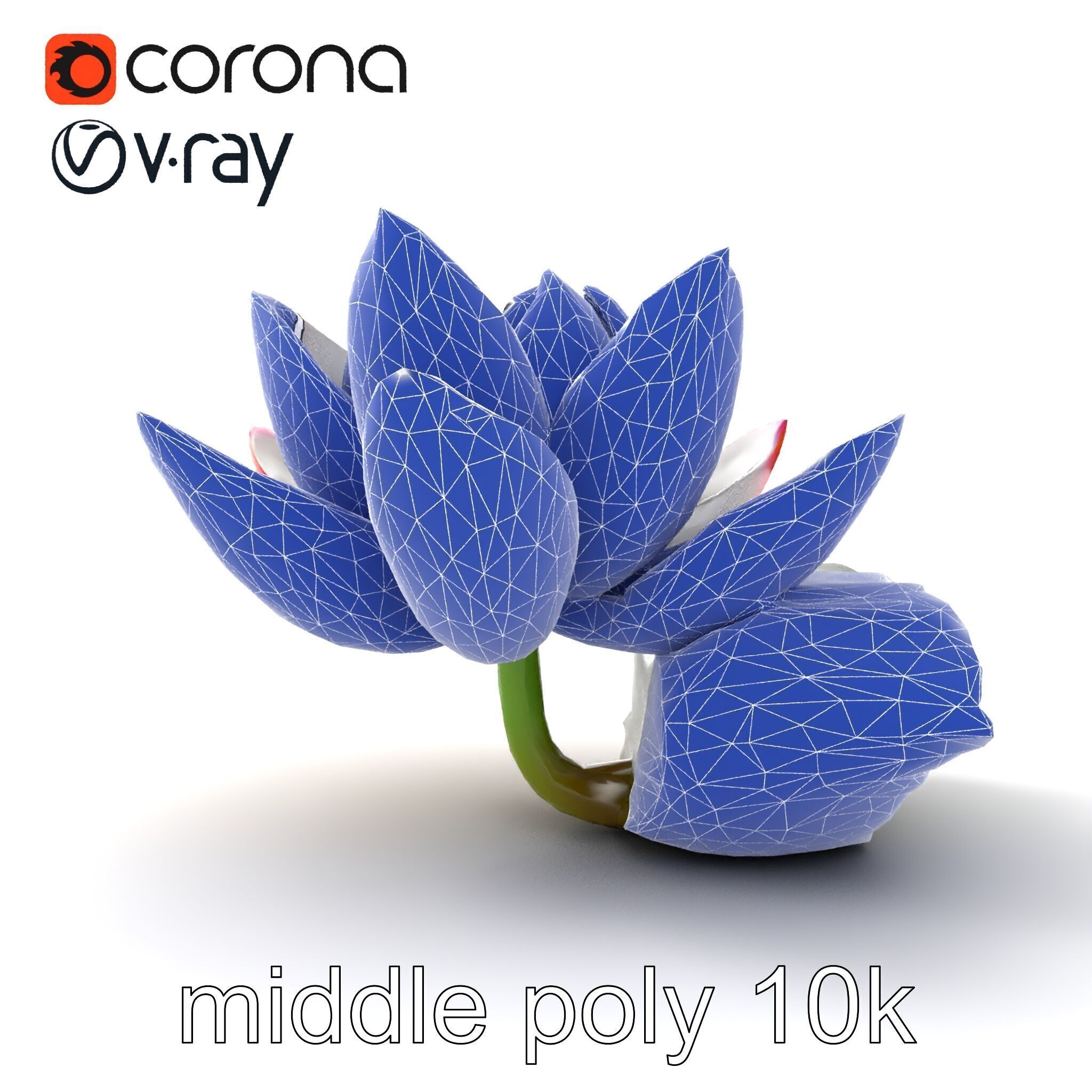 Tiger Water Lily Nymphaea Lotus Detailed Texture Model Pack Low-poly 3D model_25