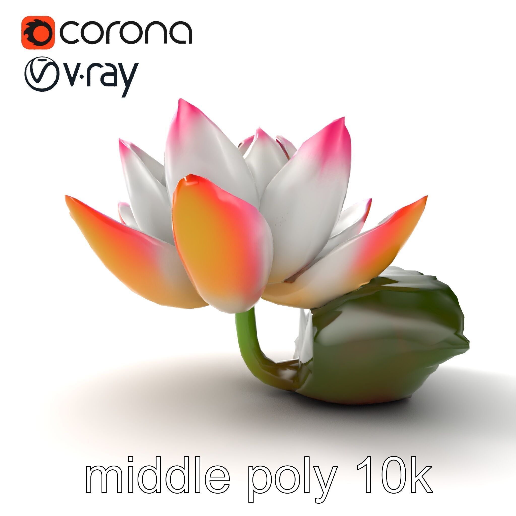 Tiger Water Lily Nymphaea Lotus Detailed Texture Model Pack Low-poly 3D model_29