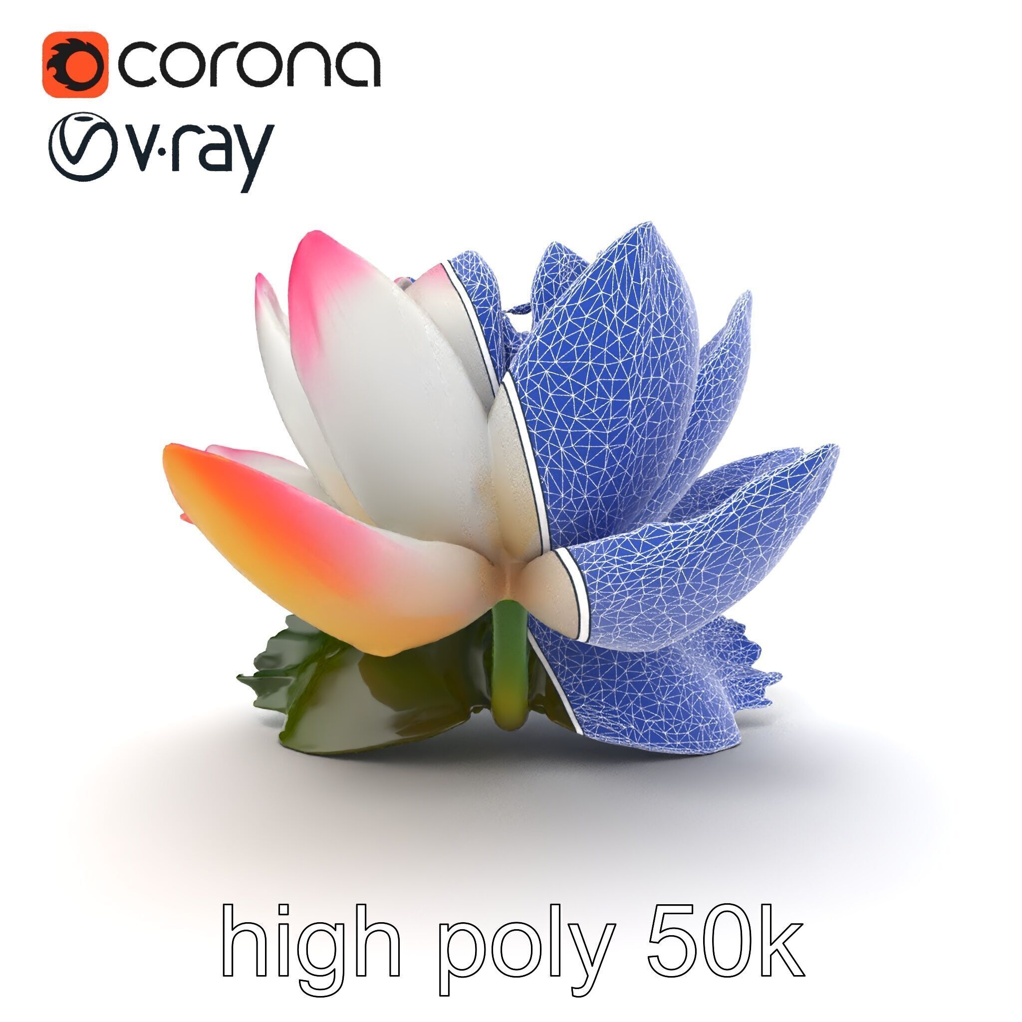 Tiger Water Lily Nymphaea Lotus Detailed Texture Model Pack Low-poly 3D model_32