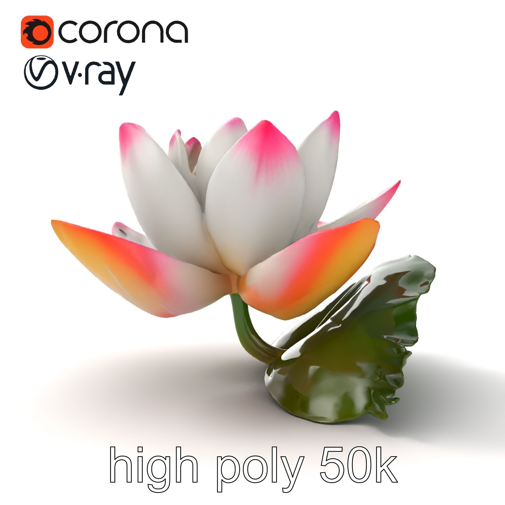 Tiger Water Lily Nymphaea Lotus Detailed Texture Model Pack Low-poly 3D model_28