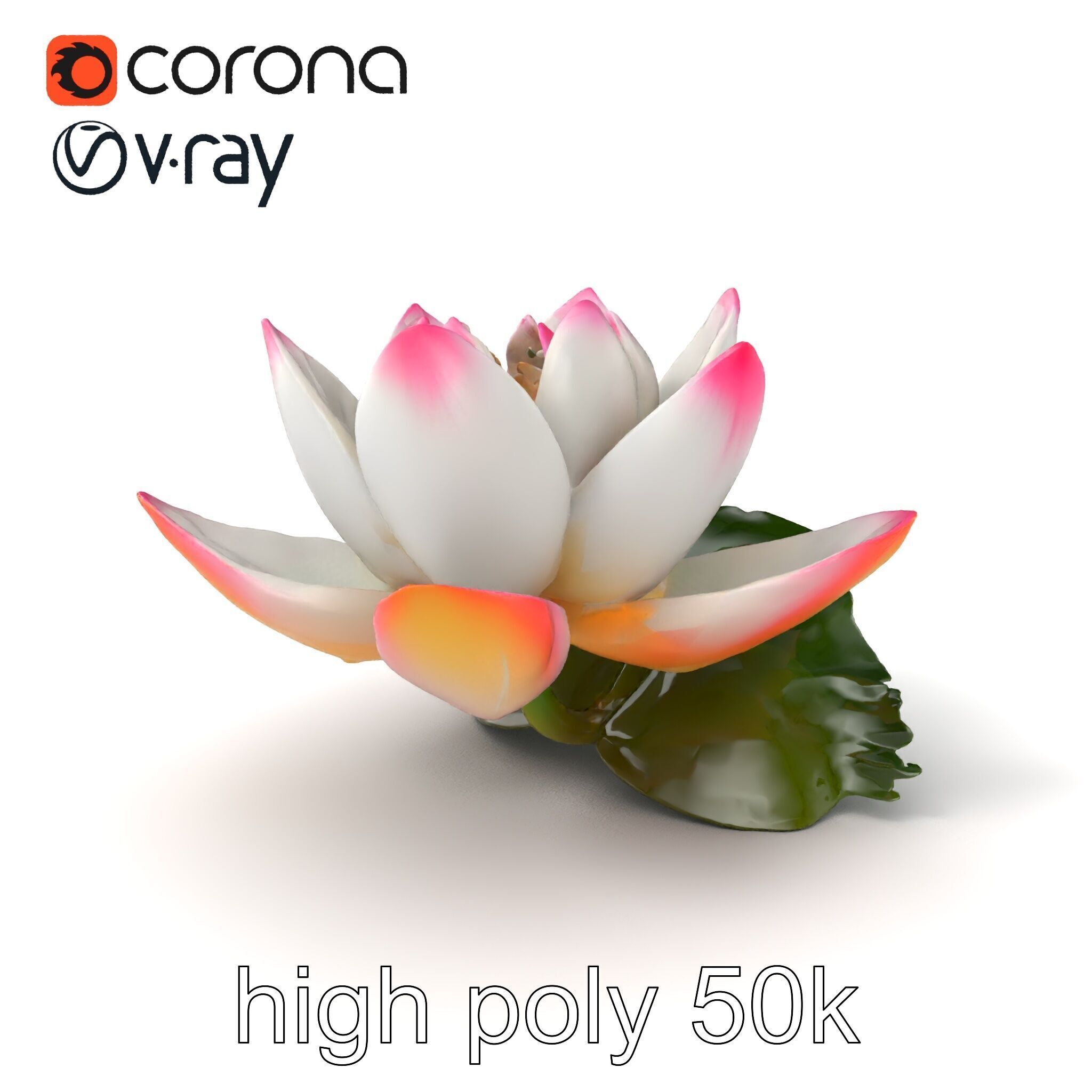 Tiger Water Lily Nymphaea Lotus Detailed Texture Model Pack Low-poly 3D model_2