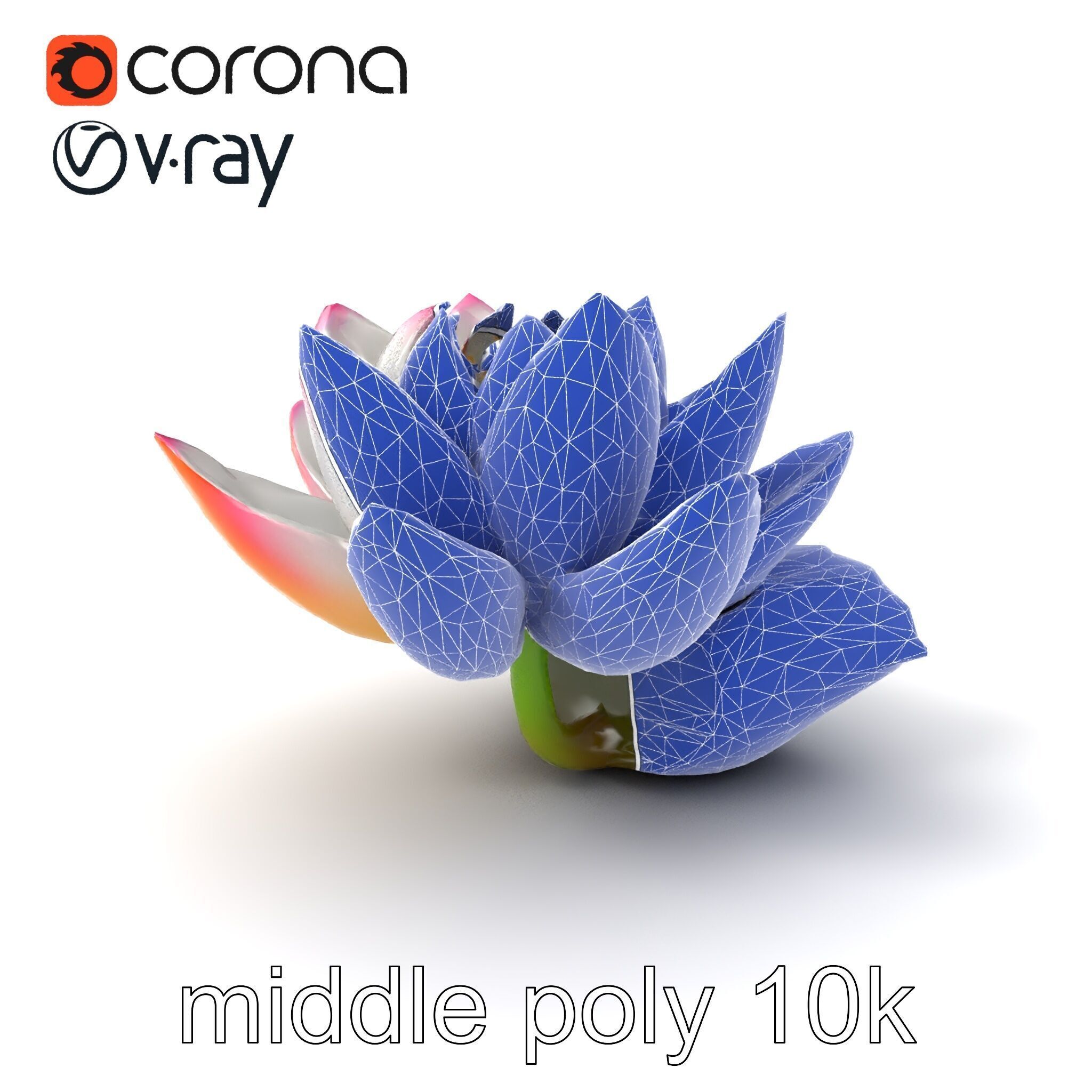 Tiger Water Lily Nymphaea Lotus Detailed Texture Model Pack Low-poly 3D model_6
